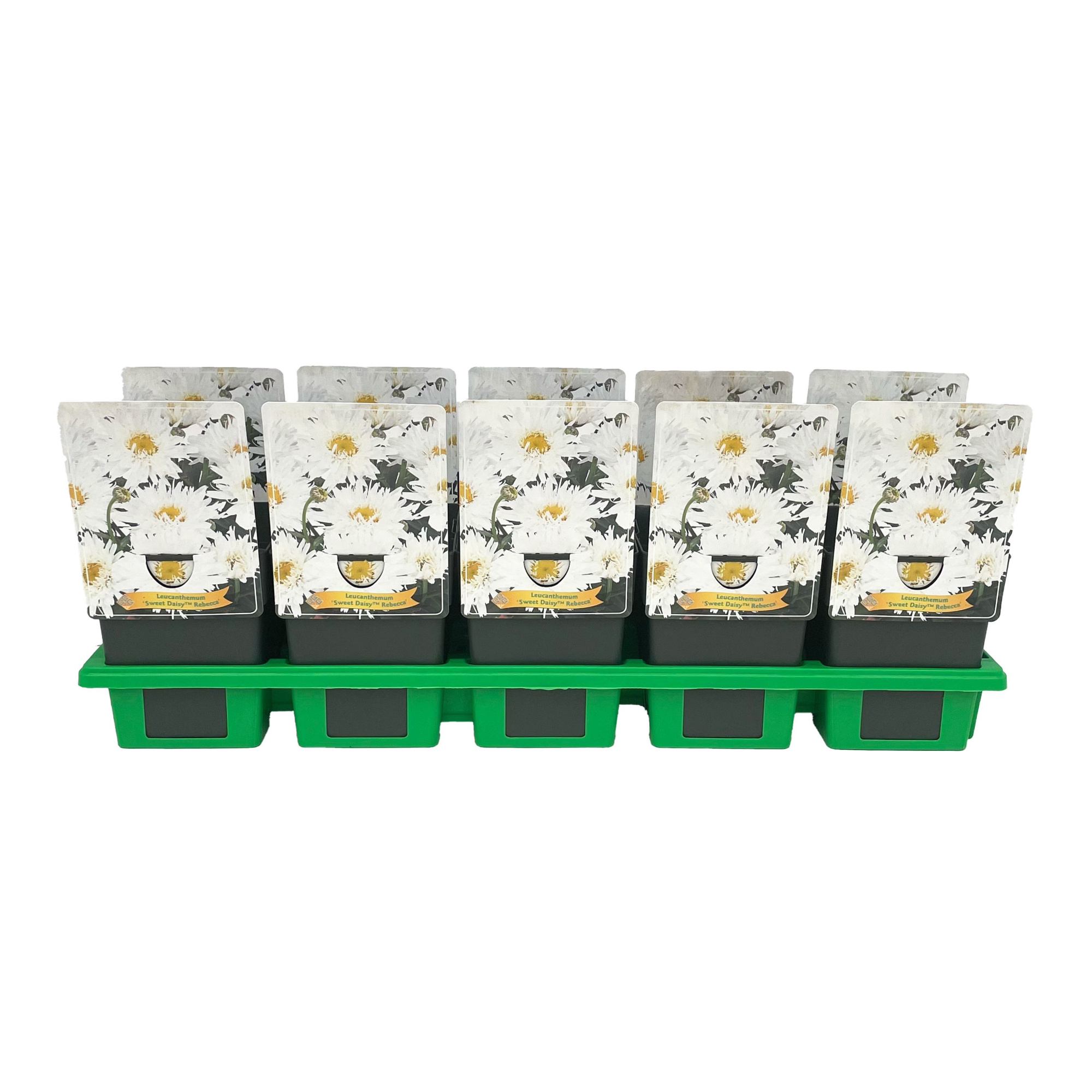 Leucanthemum 'Sweet Daisy Rebecca' P11, D 11