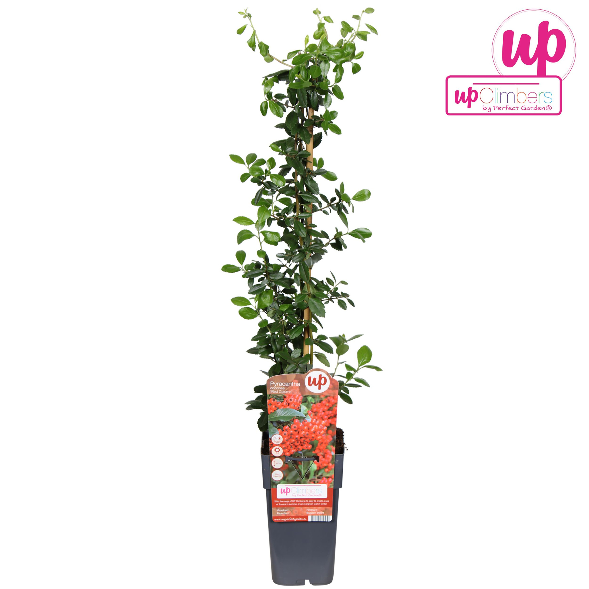 Pyracantha coccinea Red Column P15, D 15
