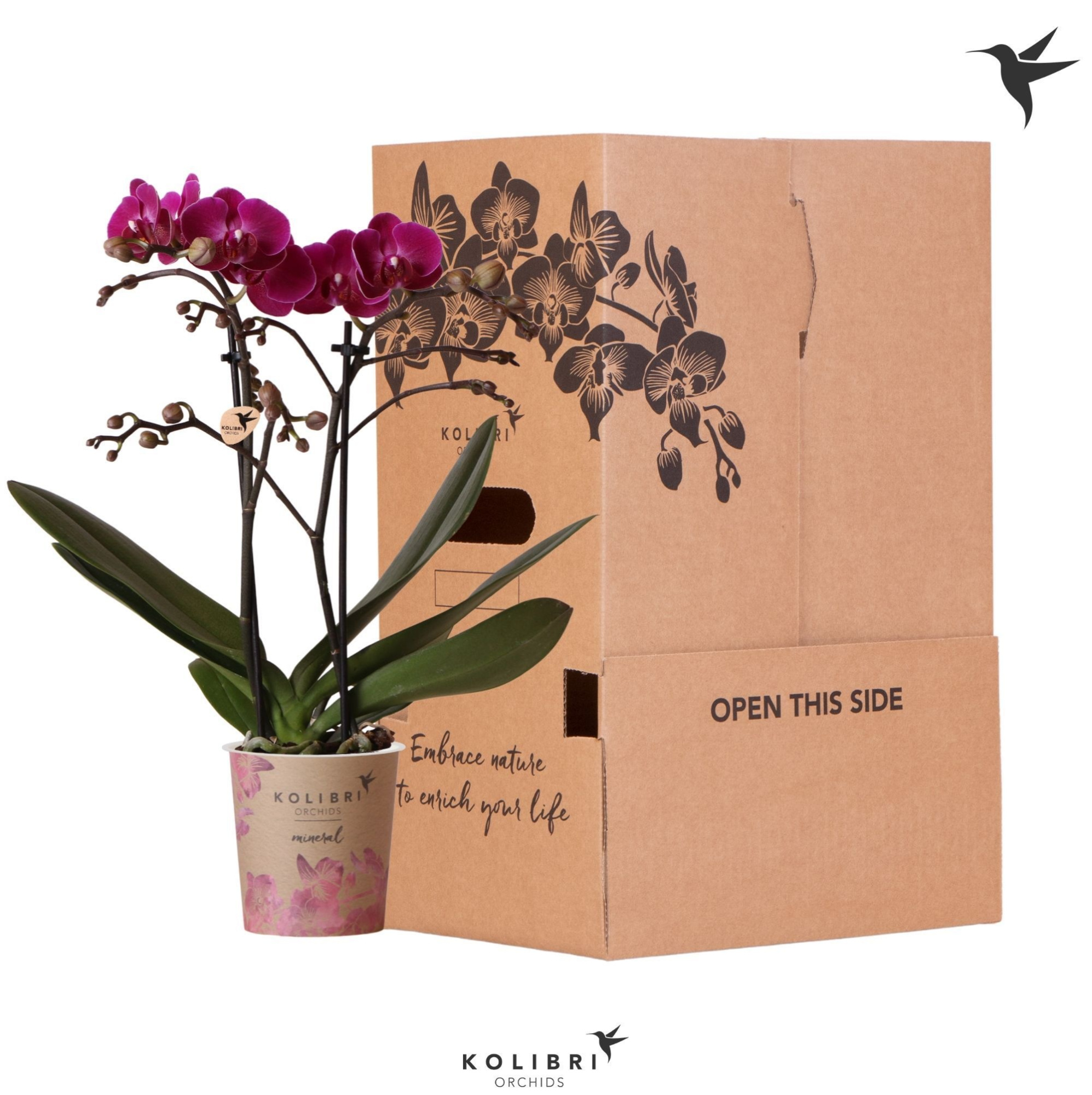 Kolibri Orchids Phalaenopsis Violet 2 spike no sleeve, D 9