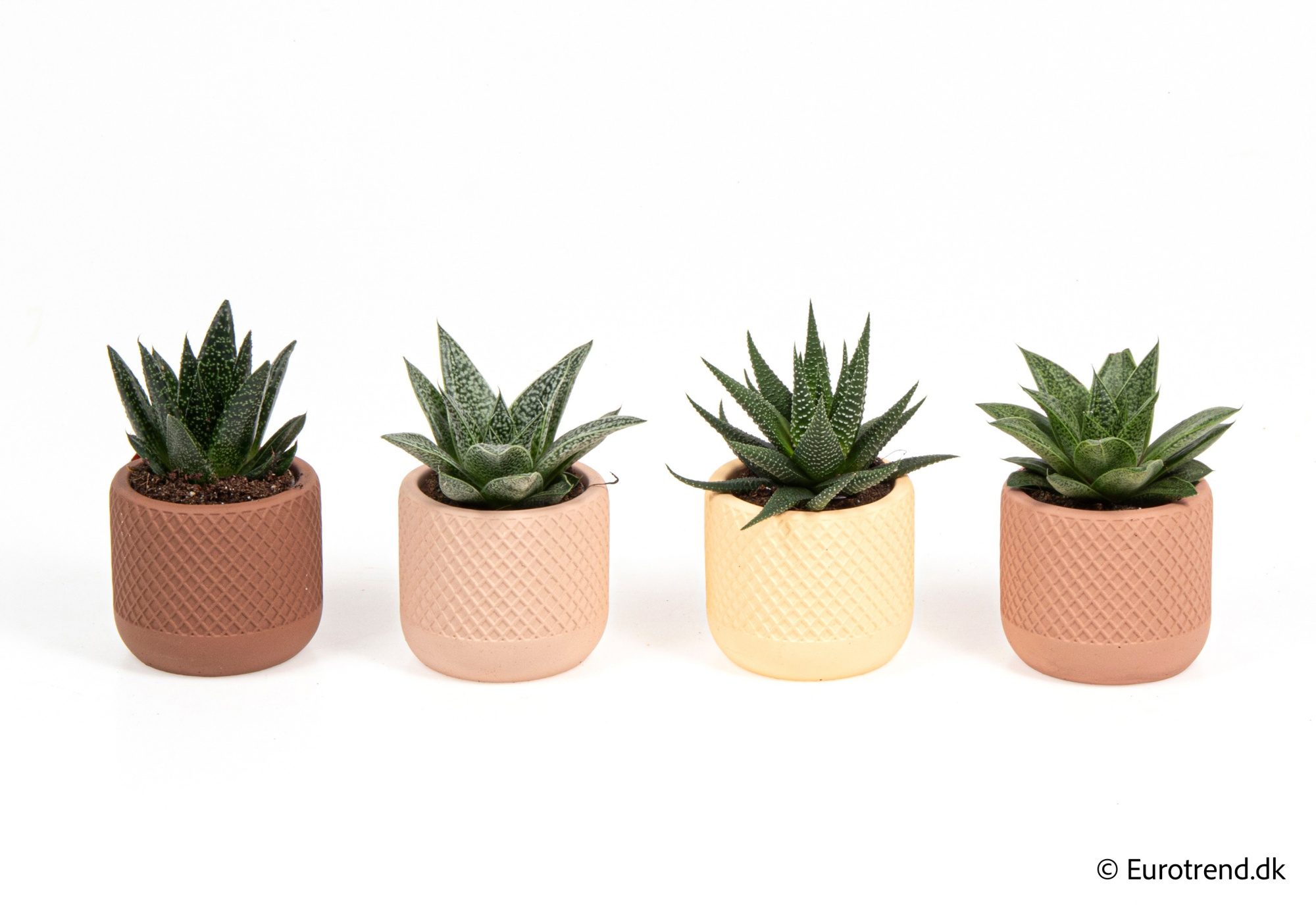 Succulent Mix in New Look ceramic 2026, D 6