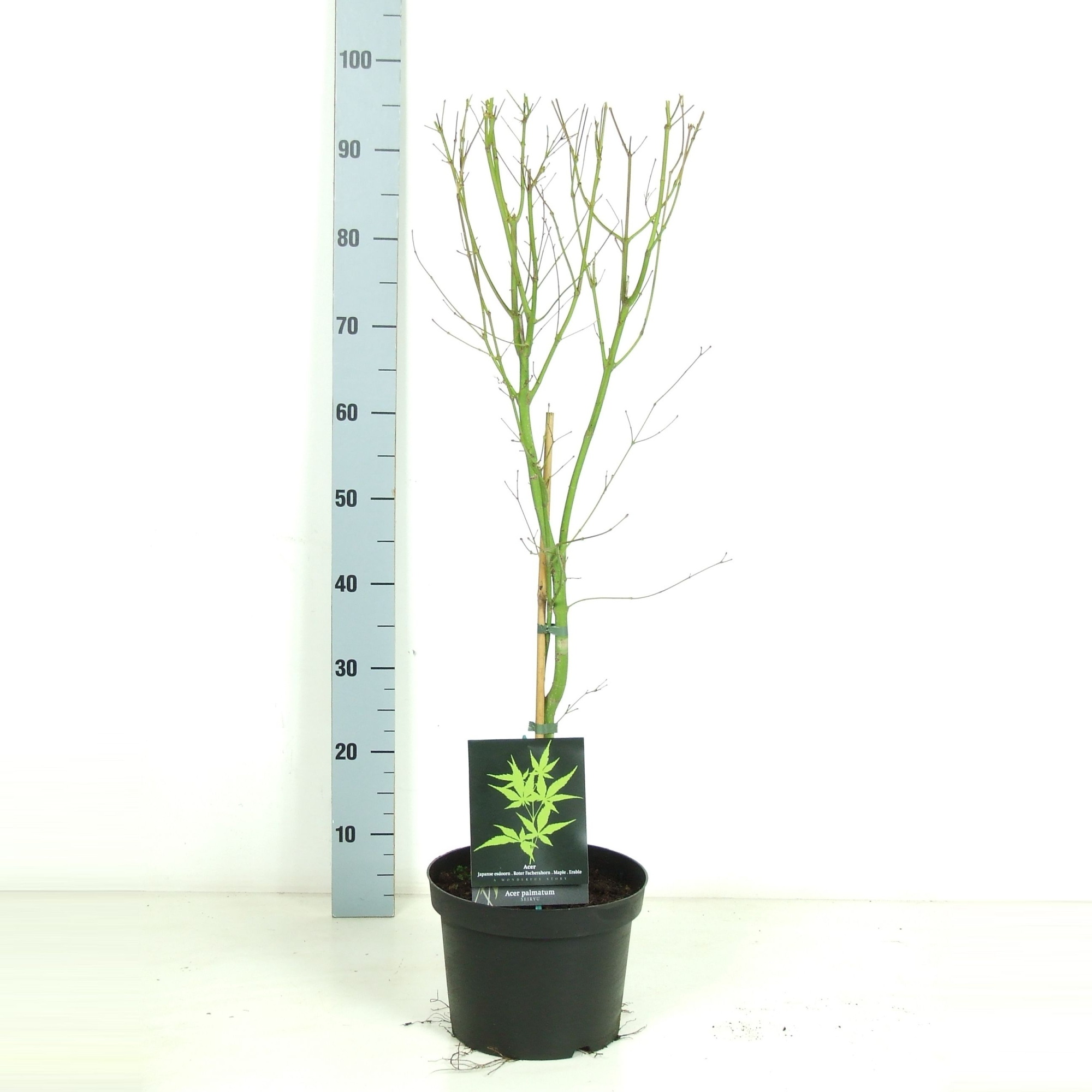 Acer palmatum 'Seiryu' P23 Full CC, D 23