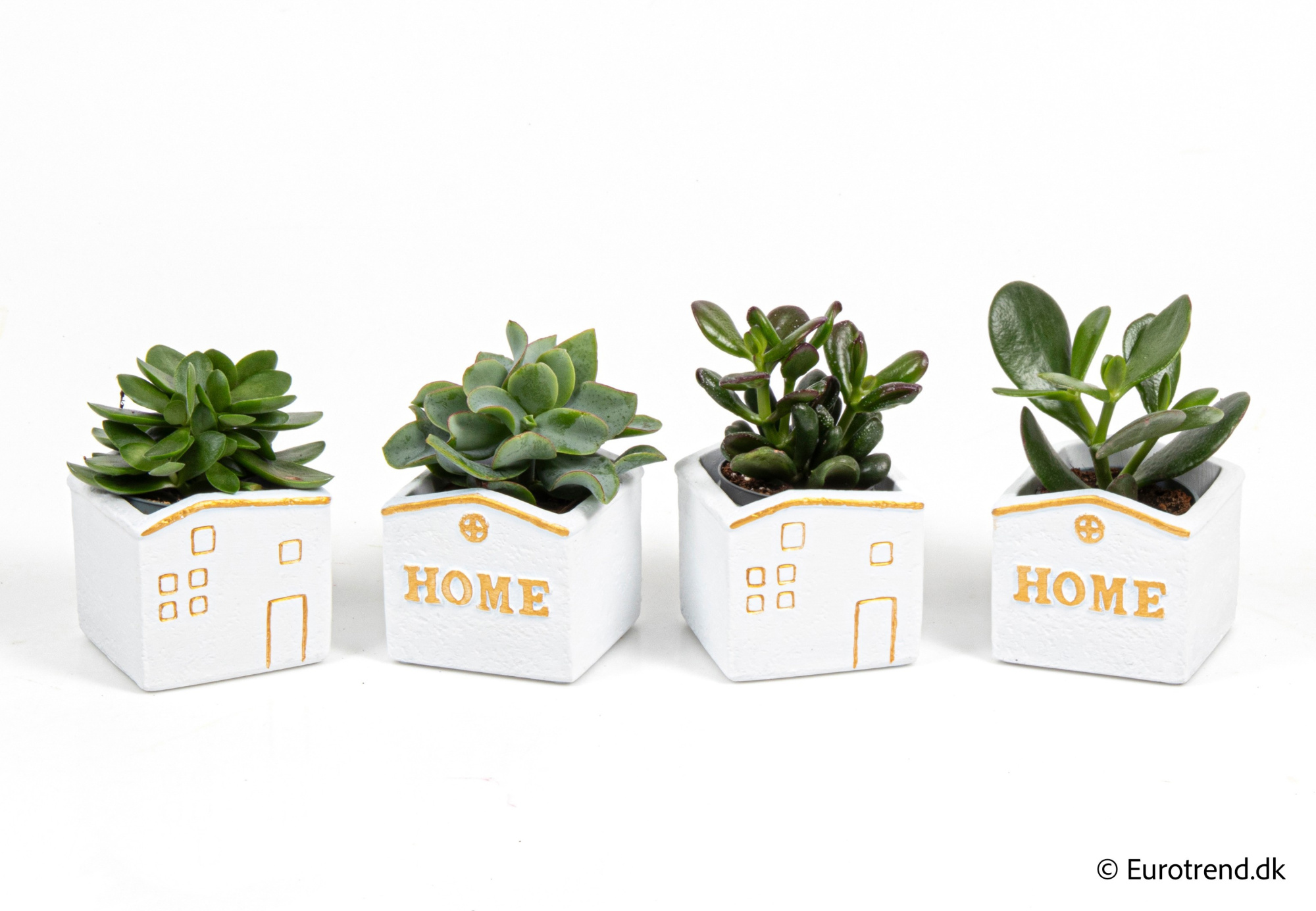 Succulent Mix in New Look ceramic 2026, D 6