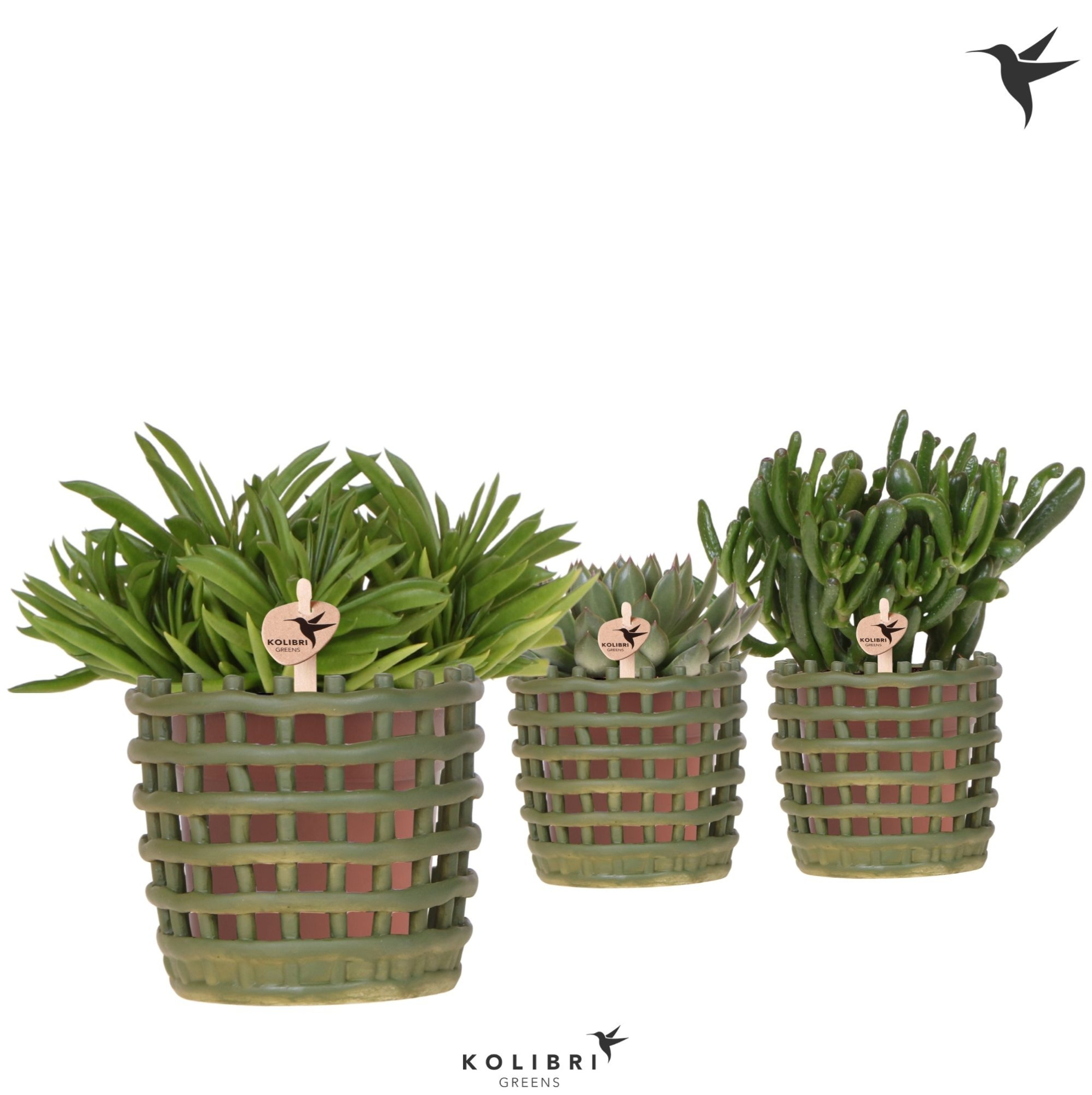 Kolibri Greens Succulenten mix in Mesh pot green, D 12