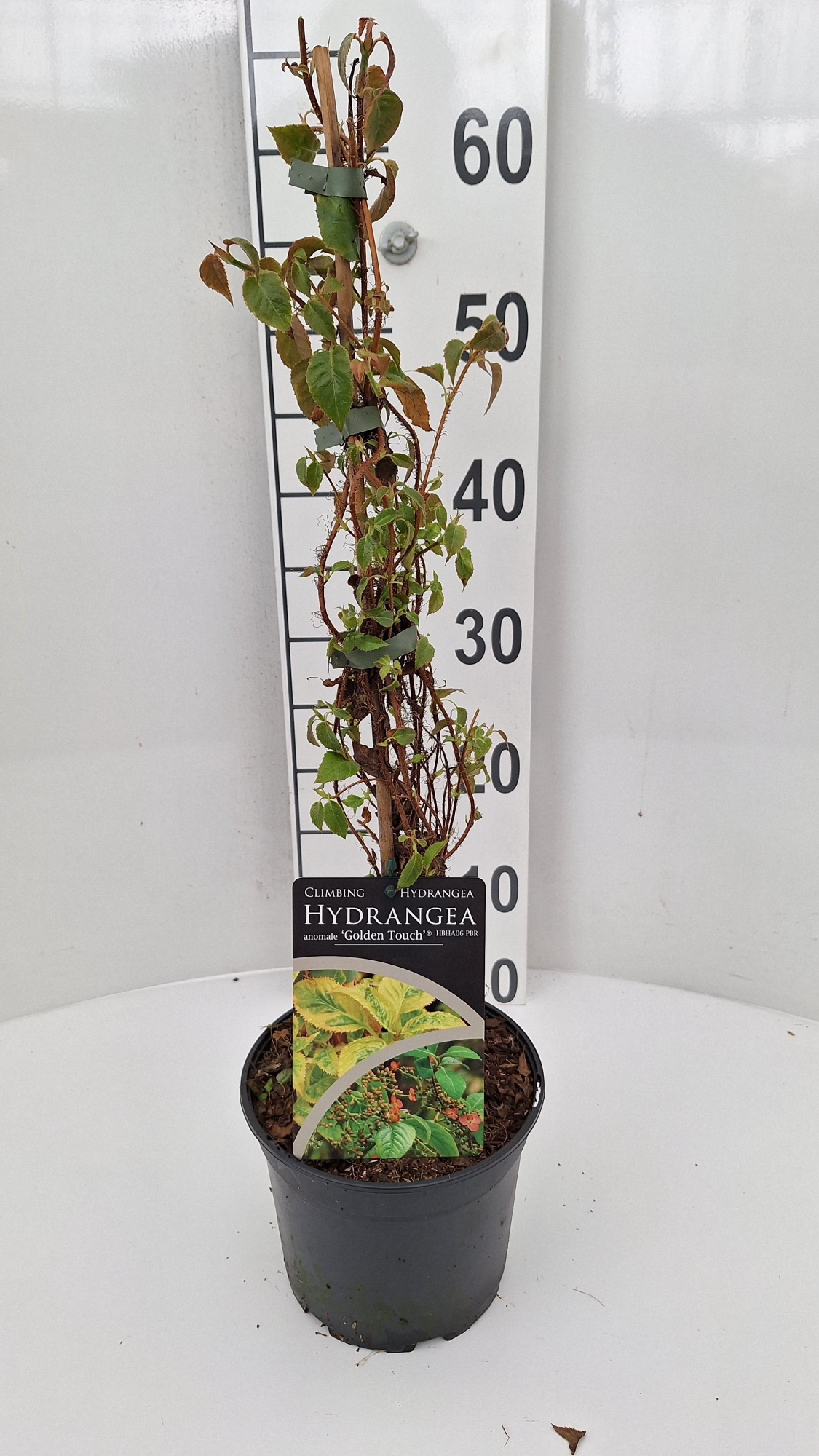 Hydrangea aomale Golden Touch PBR, D 17