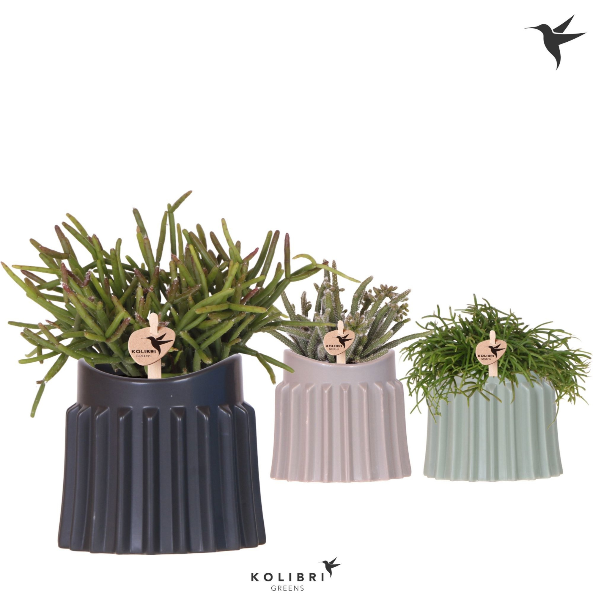 Kolibri Greens Rhipsalis mix in Raw pot mix, D 9