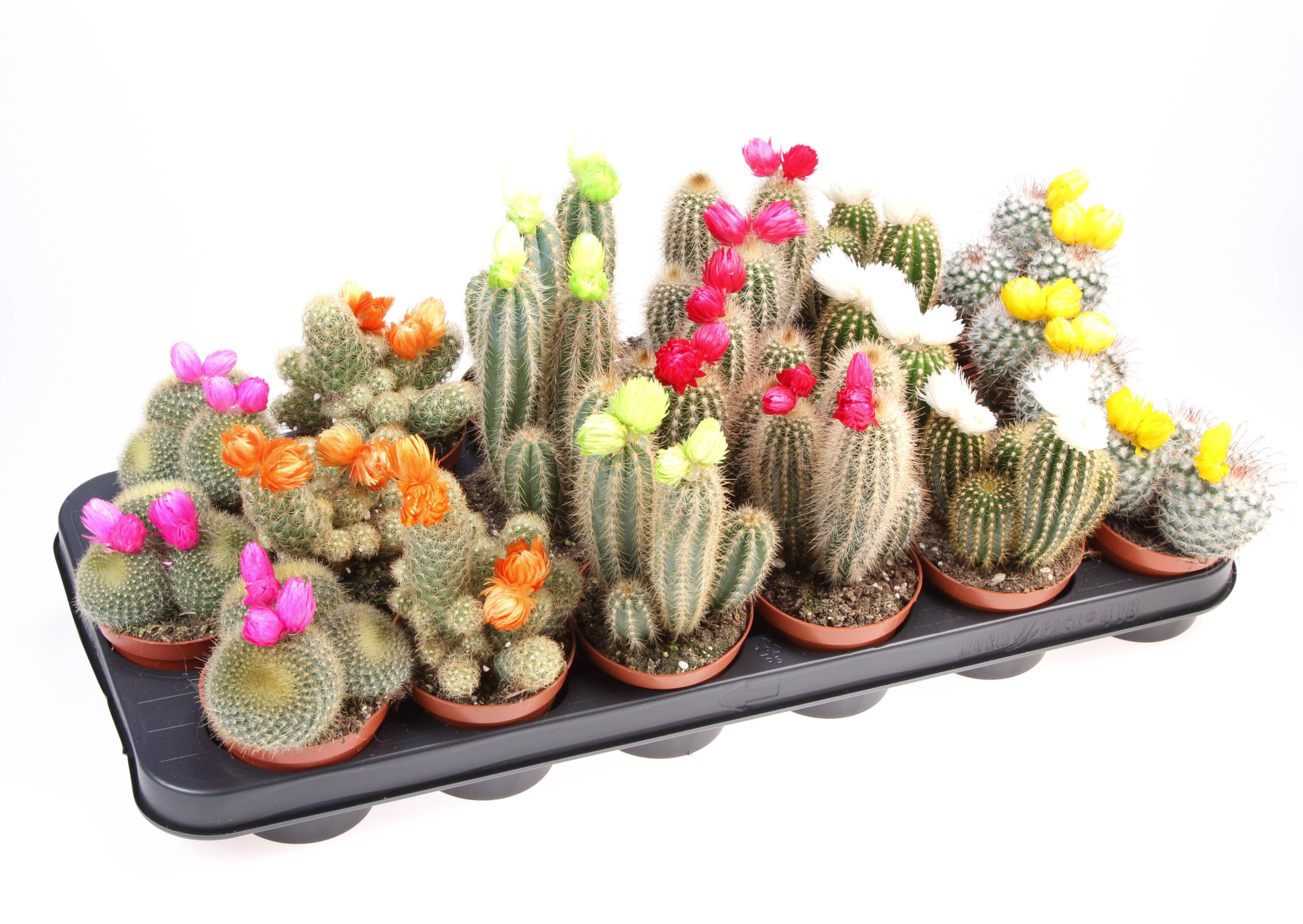 Cactus decoratie strobloem mix, D 8,5