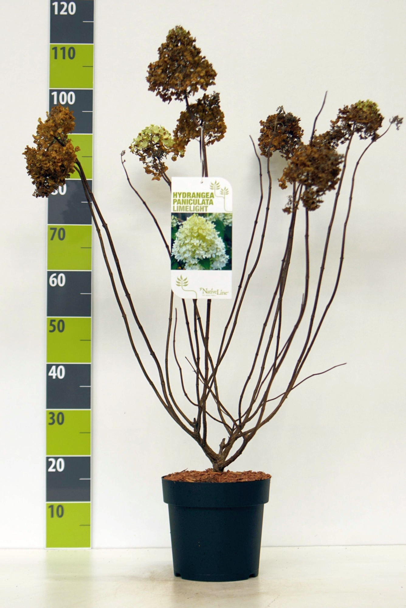 Hydrangea paniculata 'Limelight C 4,6, D 23