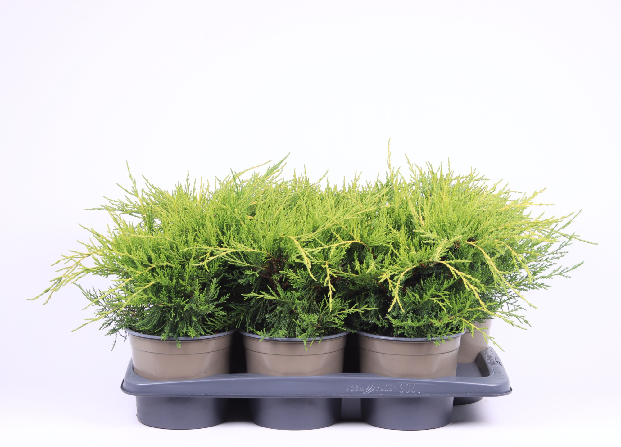 Juniperus x pfitzeriana 'Old Gold', D 17