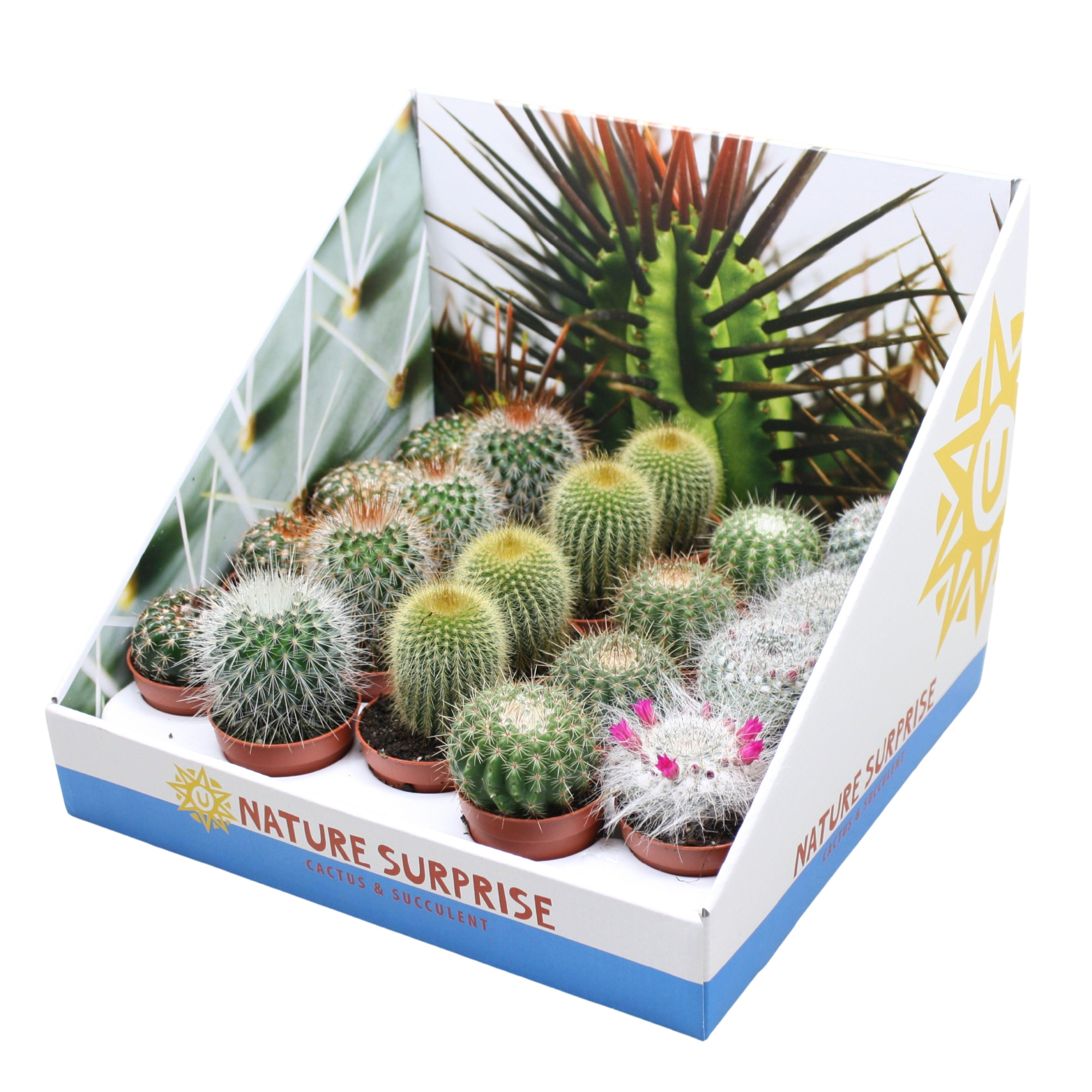 Bolcactus mix 5,5 cm in presentatiedoos, D 5,5