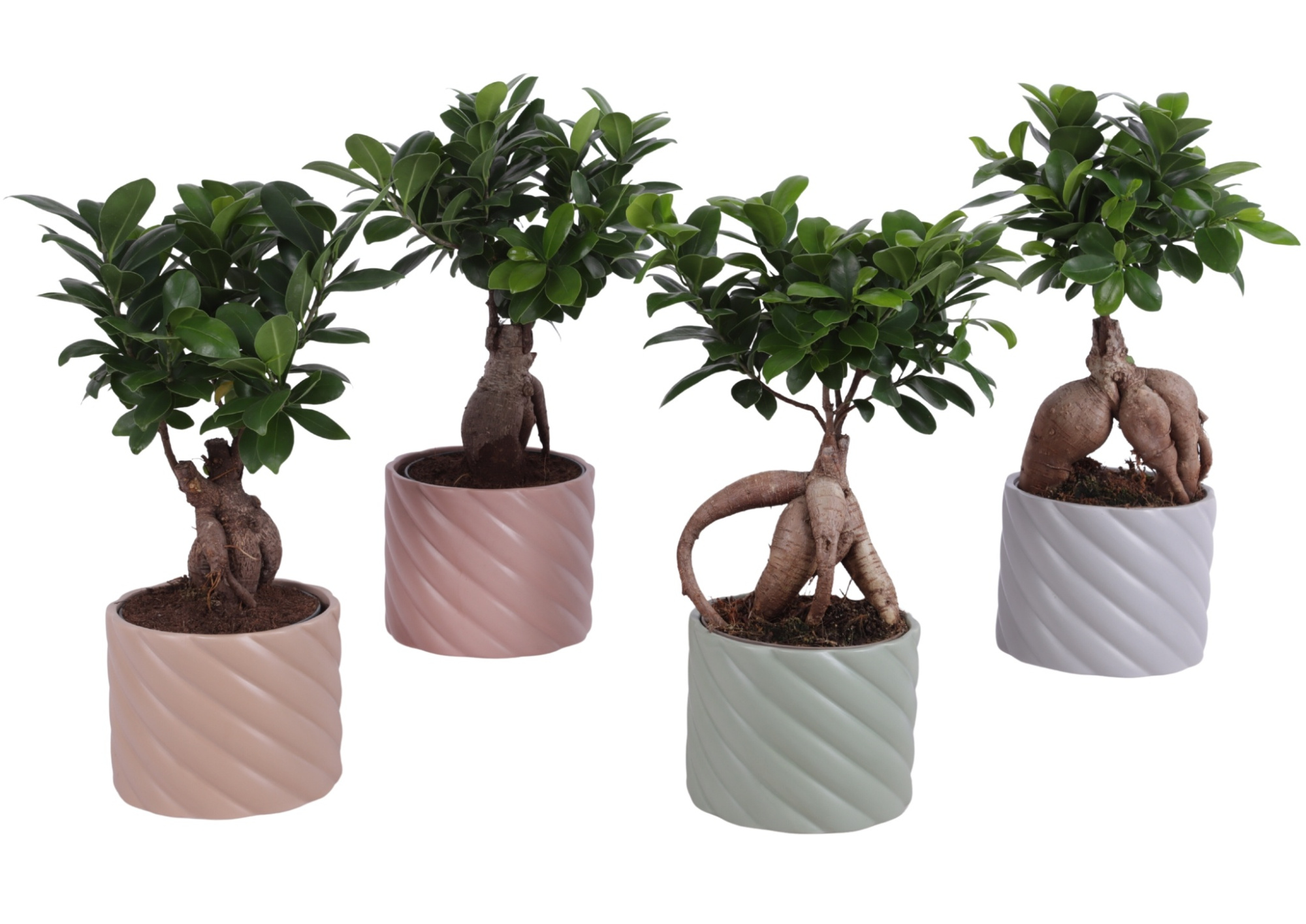 Ficus m. Ginseng Ball Shape Ø12cm in Ø14cm Ceramic SE661, D 14