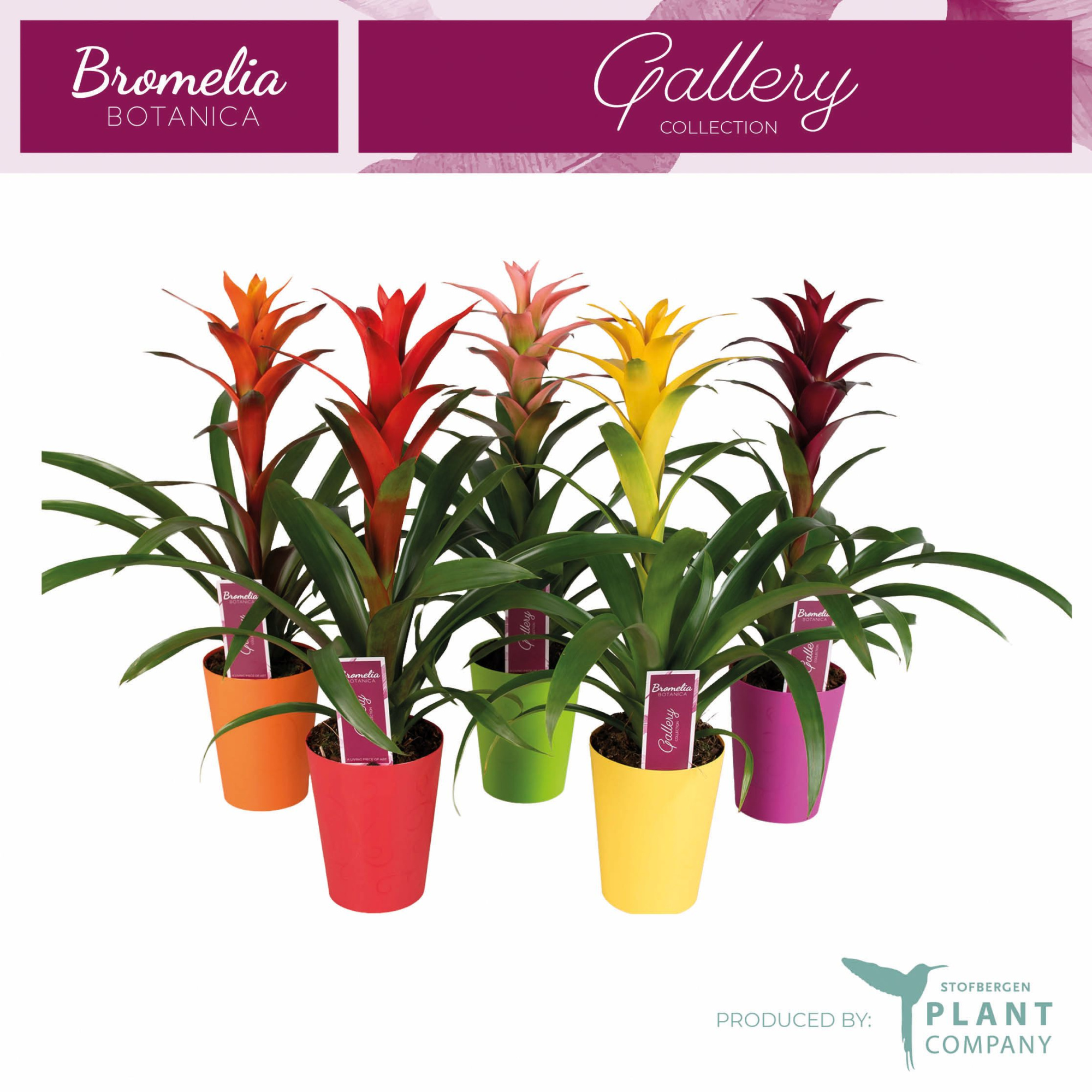 Guzmania mix in plastic ompot, D 12