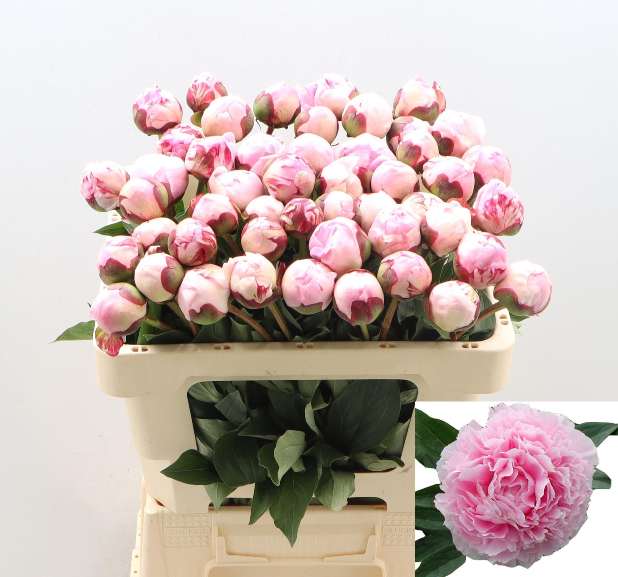 Пион Сара Бернар 55 (роз.), шт.