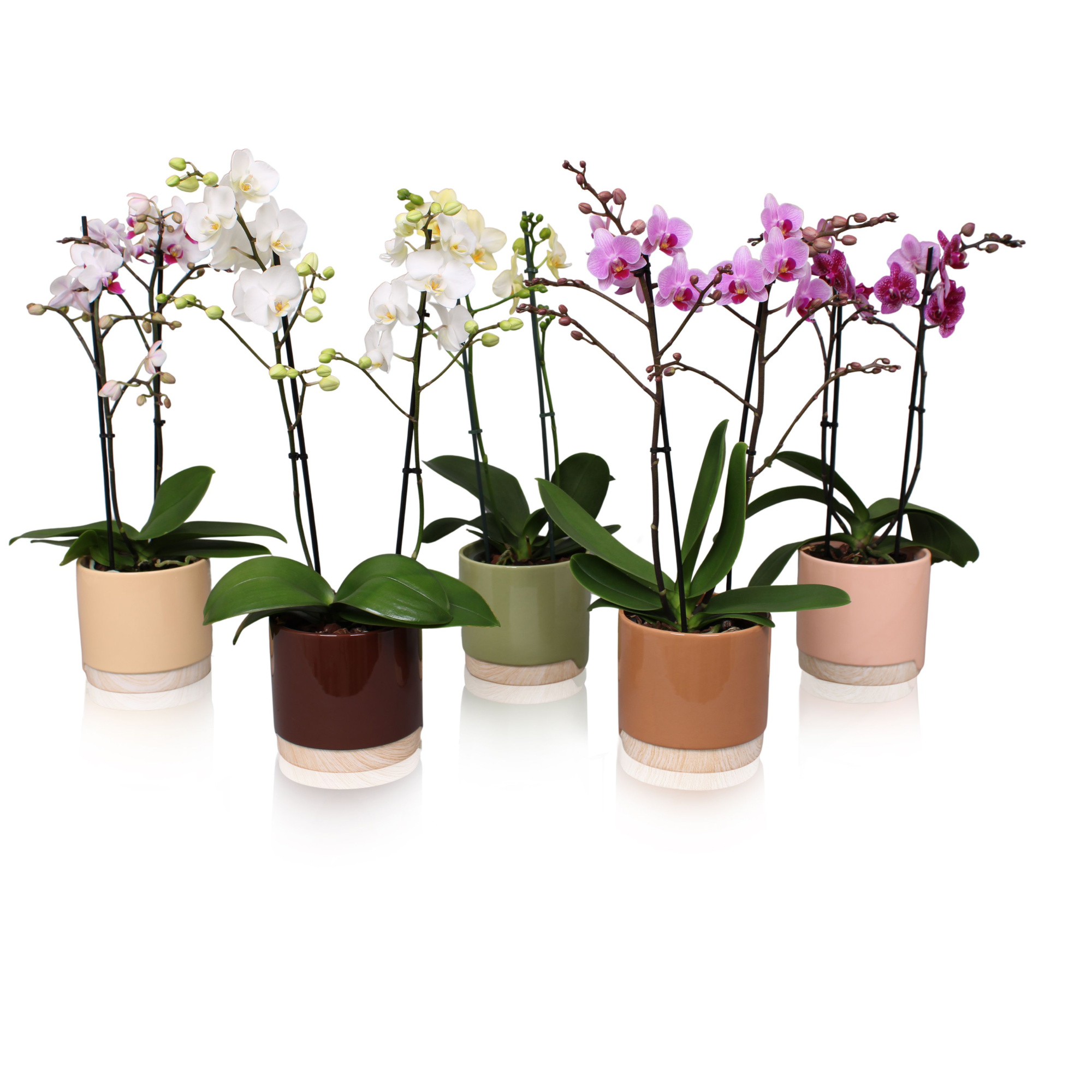 Phal. Multiflora 2-tak mix in keramiek BGC981 Wood Chopper, D 12