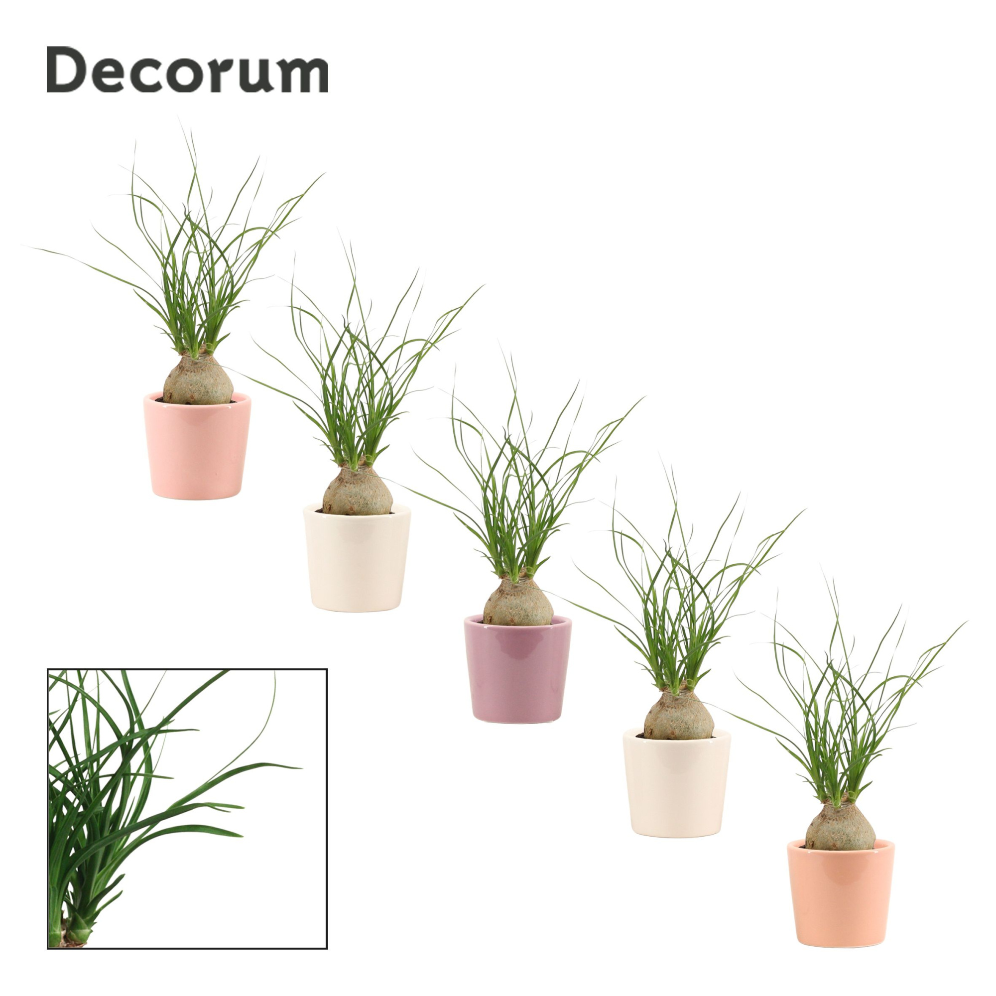 Beaucarnea Bol 6 cm in Maui (Party love-collection), D 6