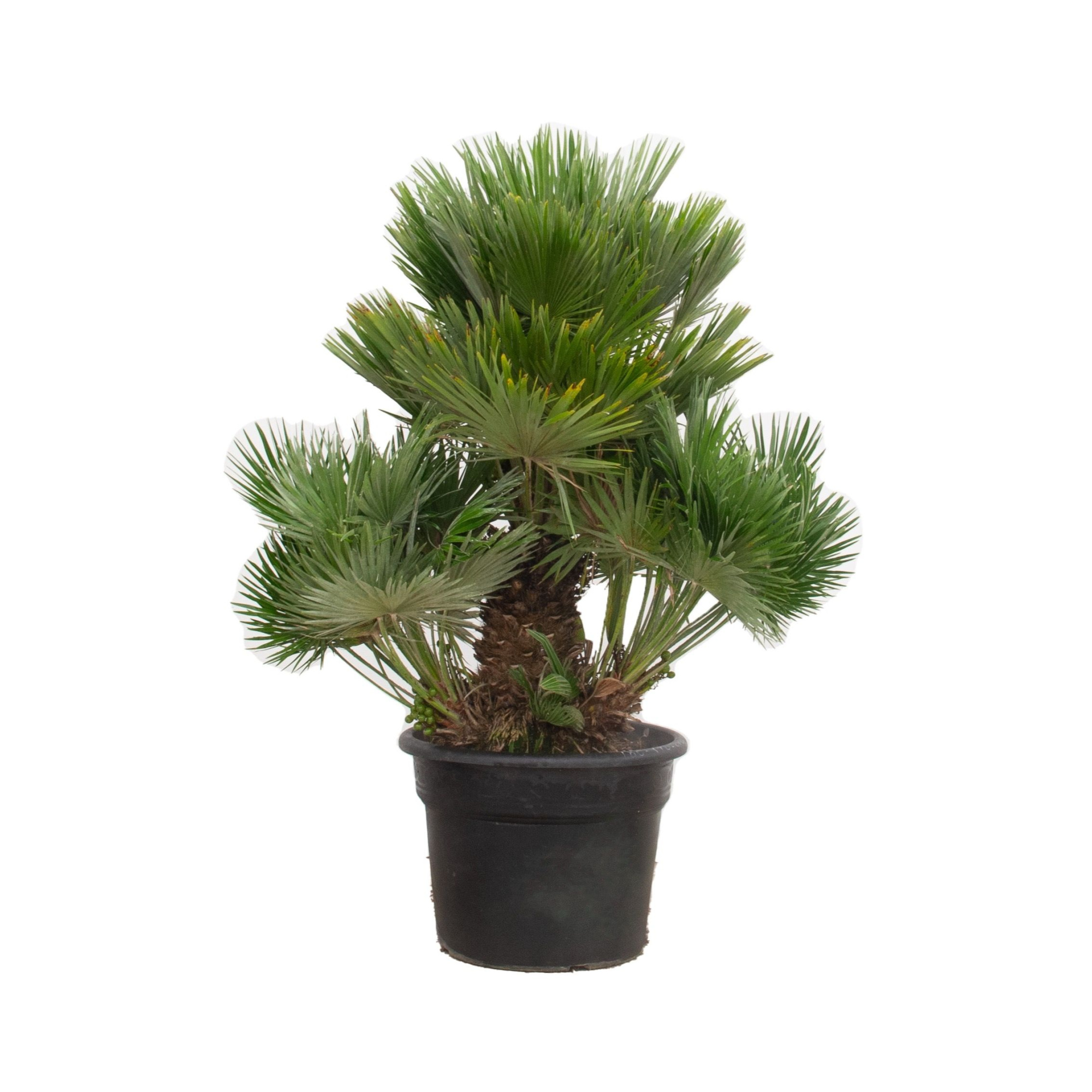 Chamaerops Humilis Vulcano - 140cm, D 55