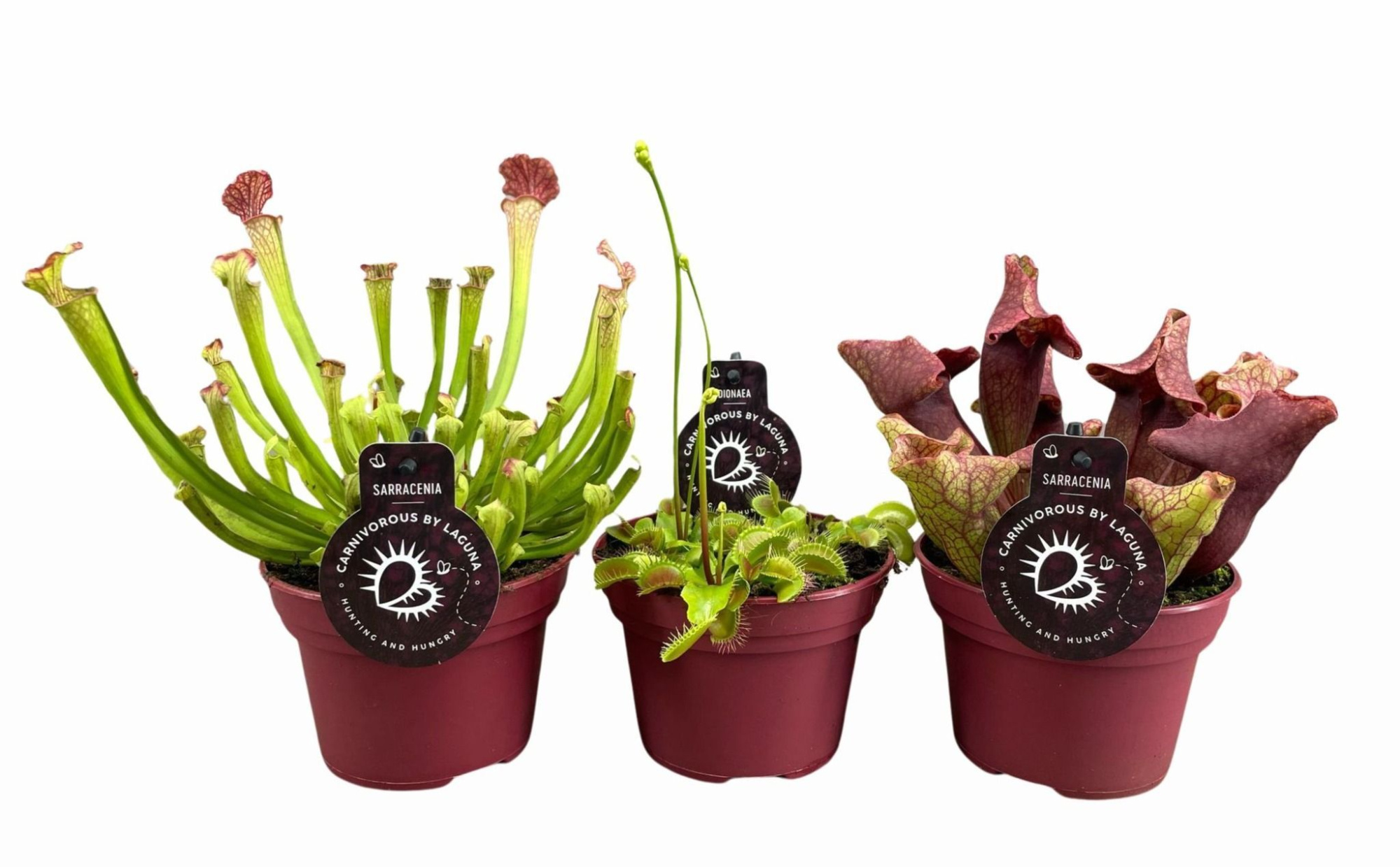 Vleesetende planten mix | 3 Sarracenia, 3 Dionaea, D 12
