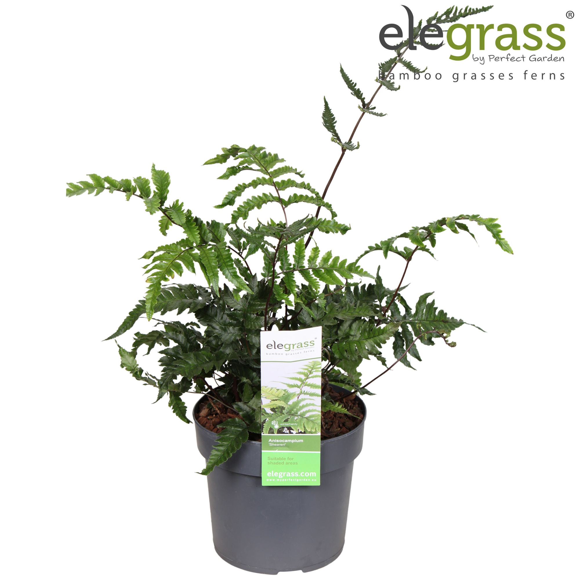 Anisocampium 'Sheareri' P14, D 14