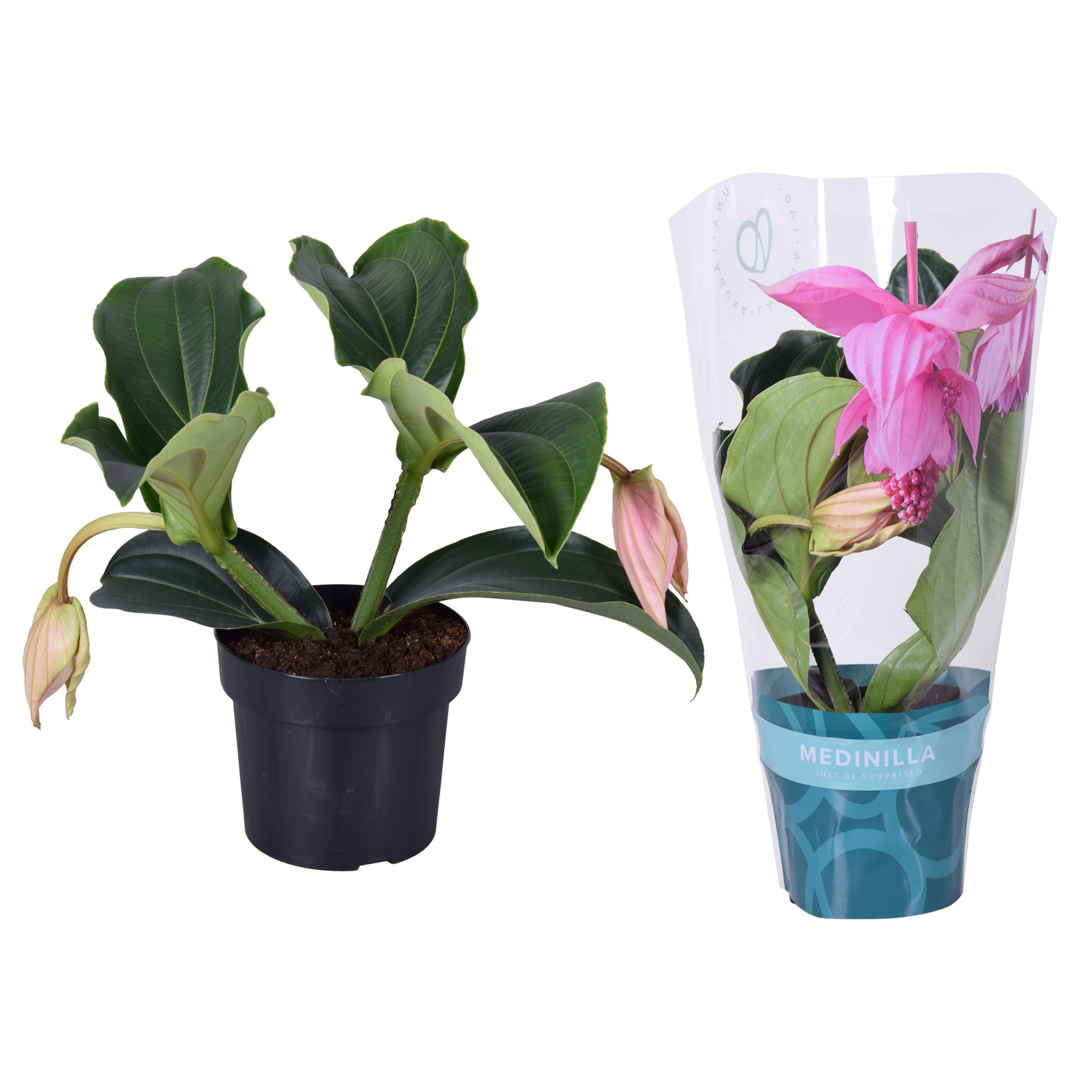 Medinilla Magnifica Pinatubo 2 knop in exclusieve hoes, D 17
