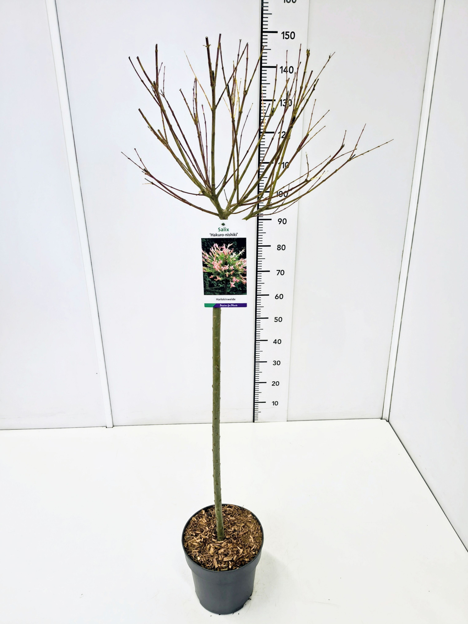 Salix integra 'Hakuro-nishiki' 80CMSTC5, D 23