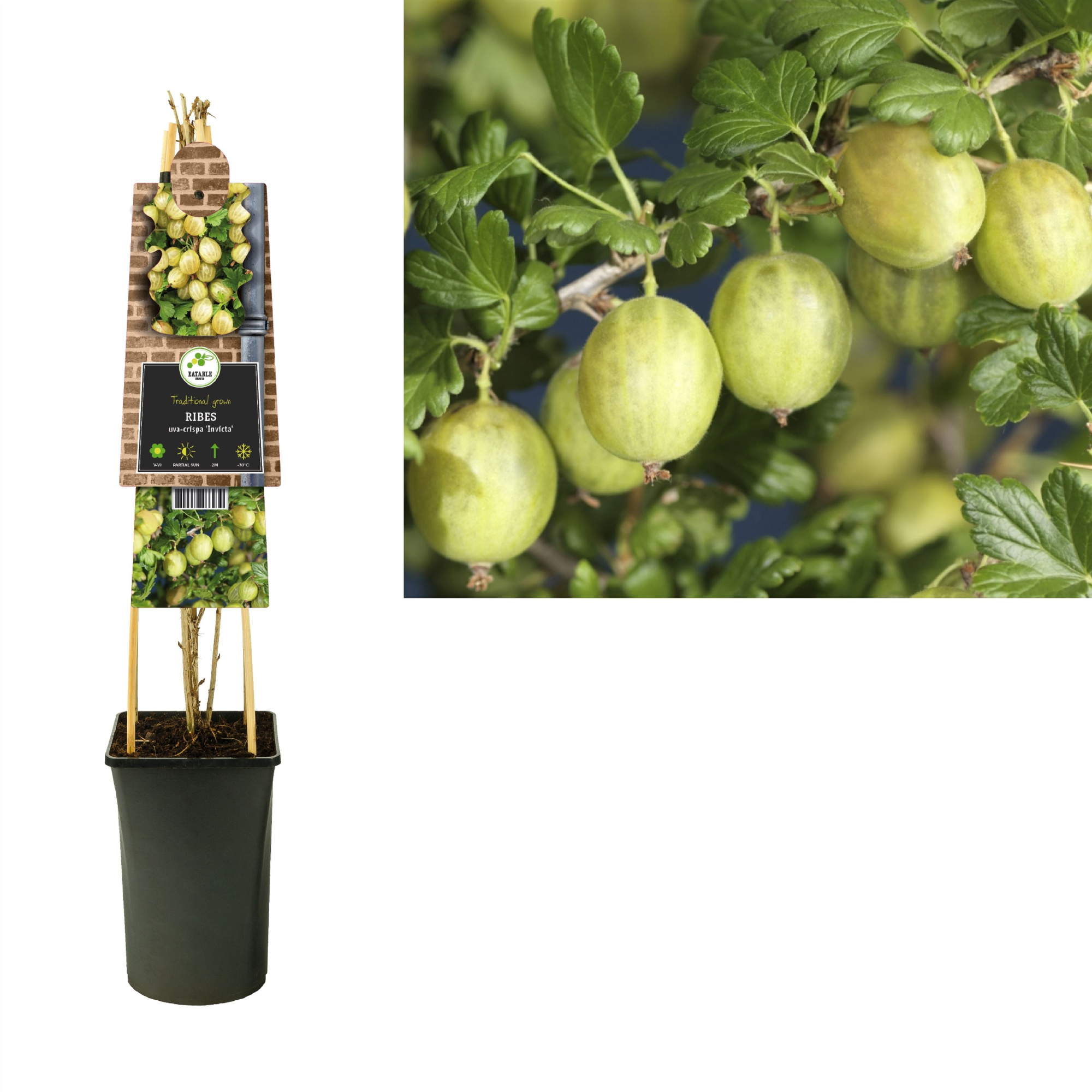 Ribes uva-crispa 'Invicta' +3.0 label, D 17