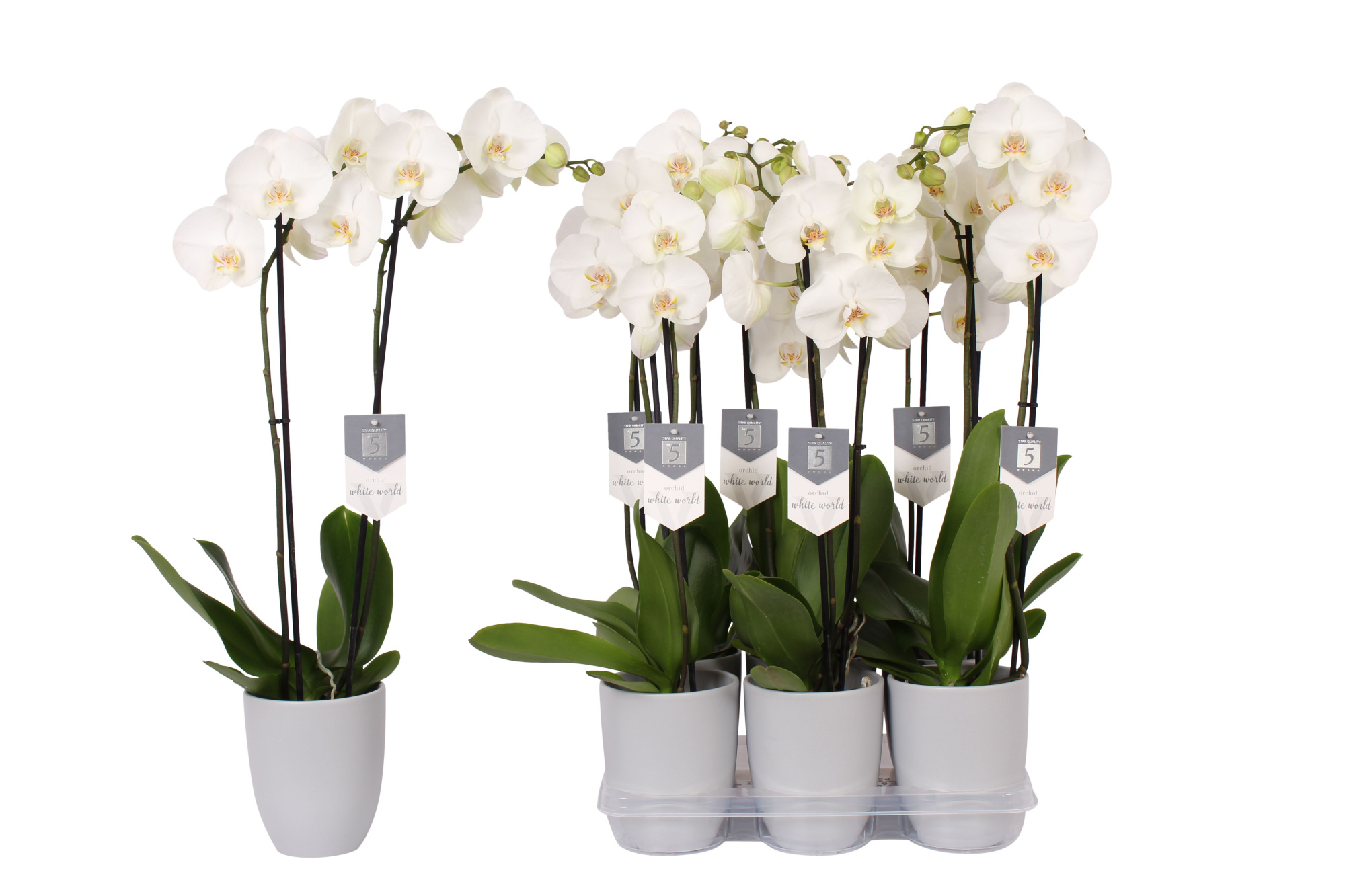 Phalaenopsis White World, 2-spike Grey Ceramics, D 12