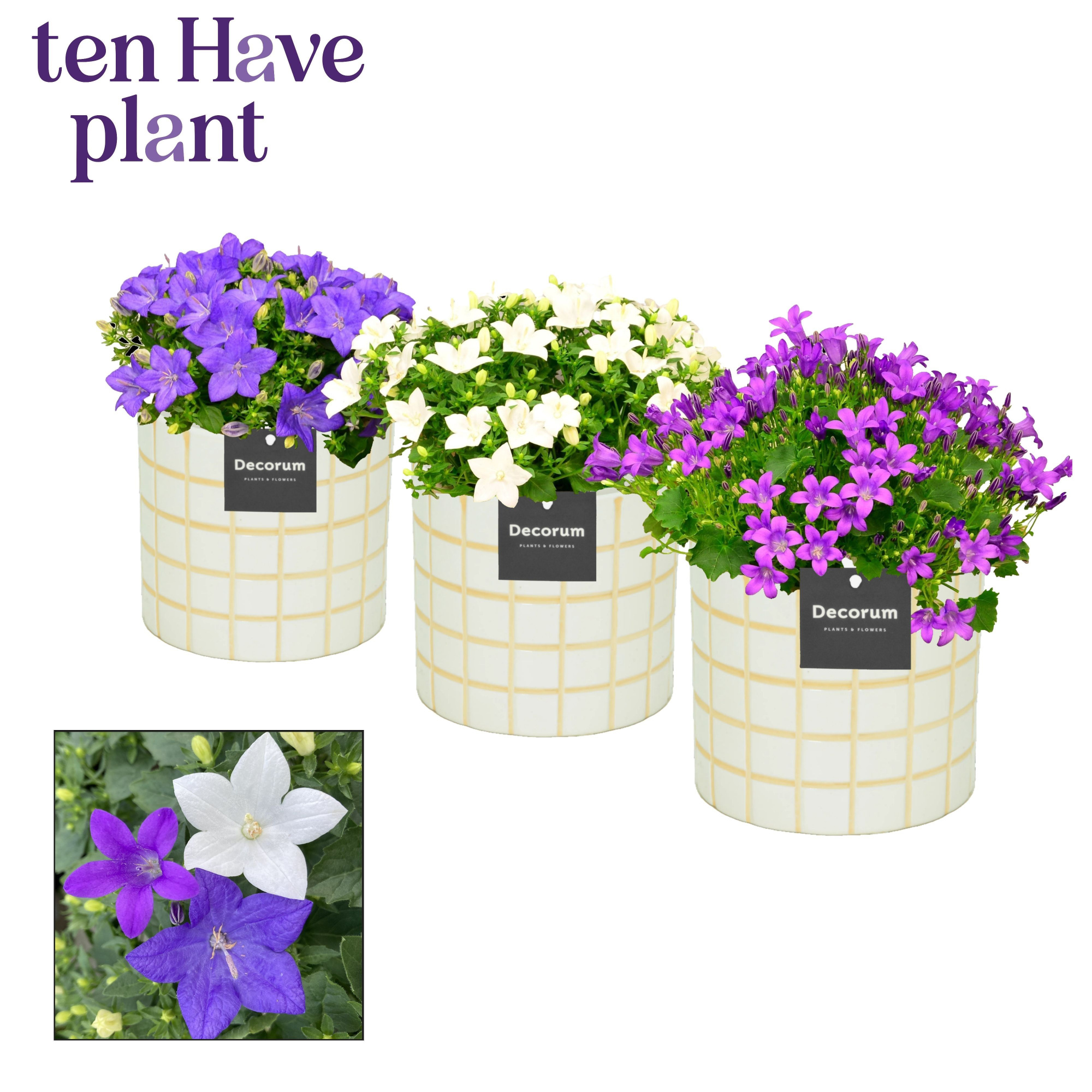 Campanula Mix in Tirza Decorum, D 14