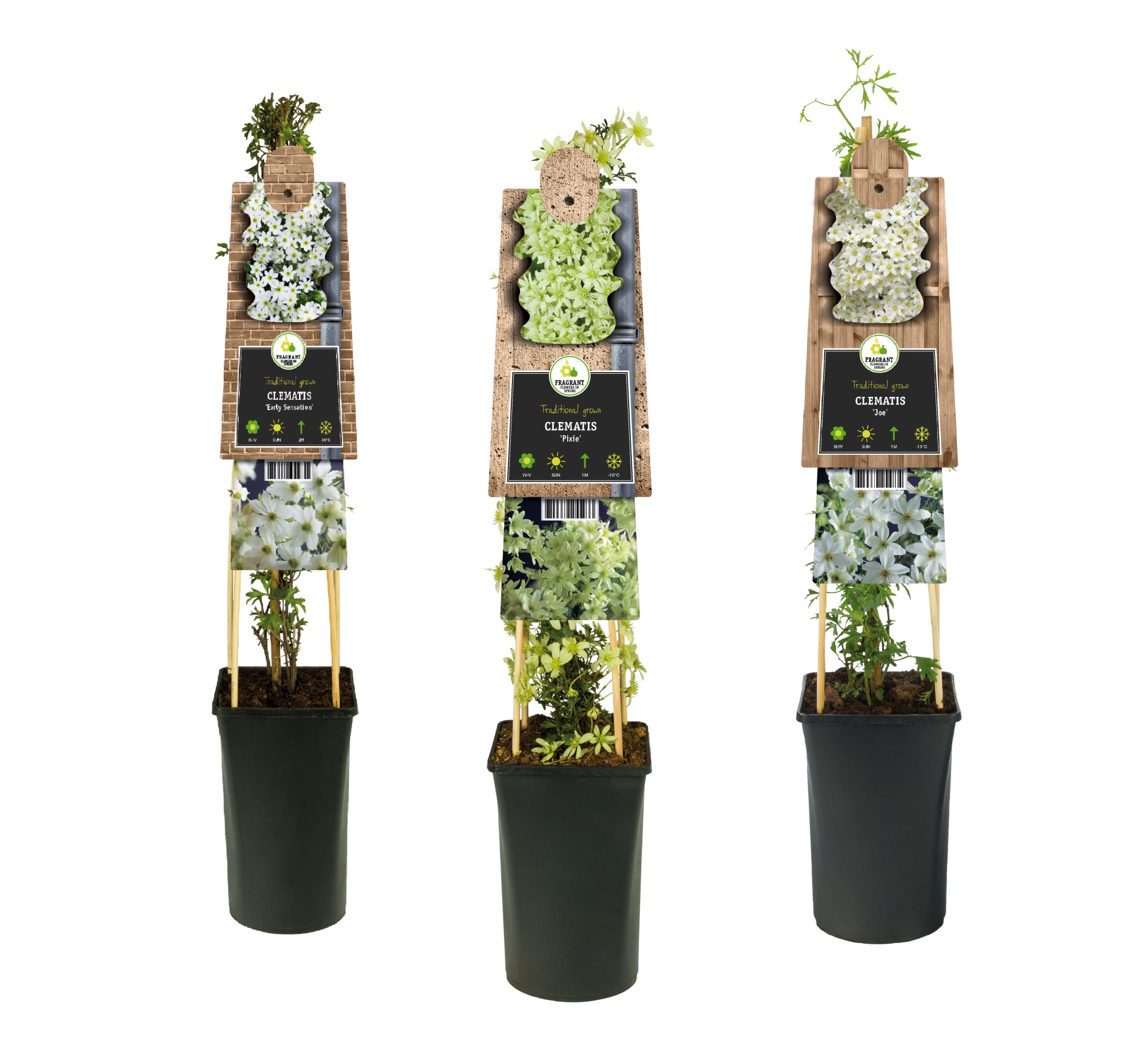 Mixtray Clematis evergreen +3.0 label, D 17