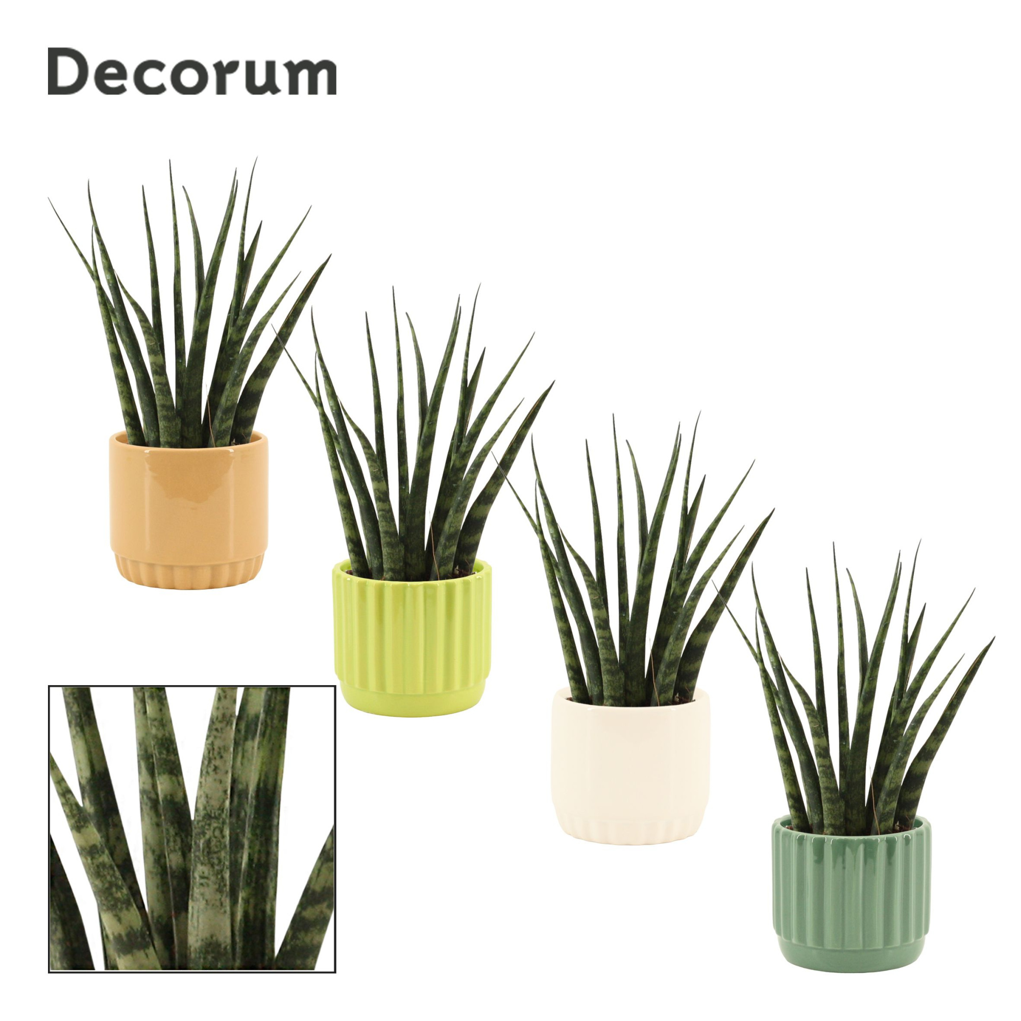 Sansevieria Fernwood 9 cm in Liam (Natural bubble-collection), D 9