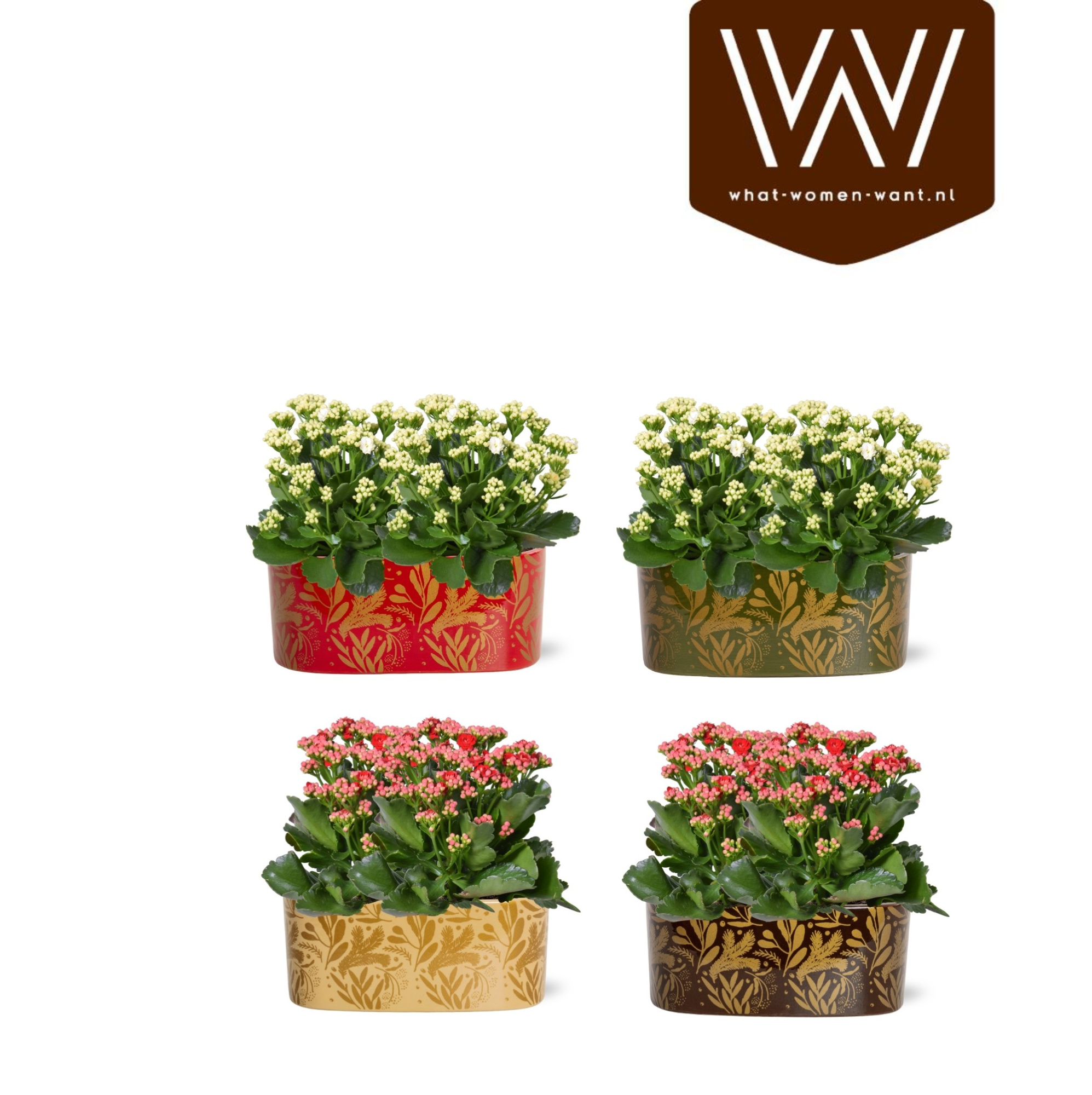 Collectie "Tasty Bubble" Kalanchoe mix in Jenn ovaal Keramiek, D 19