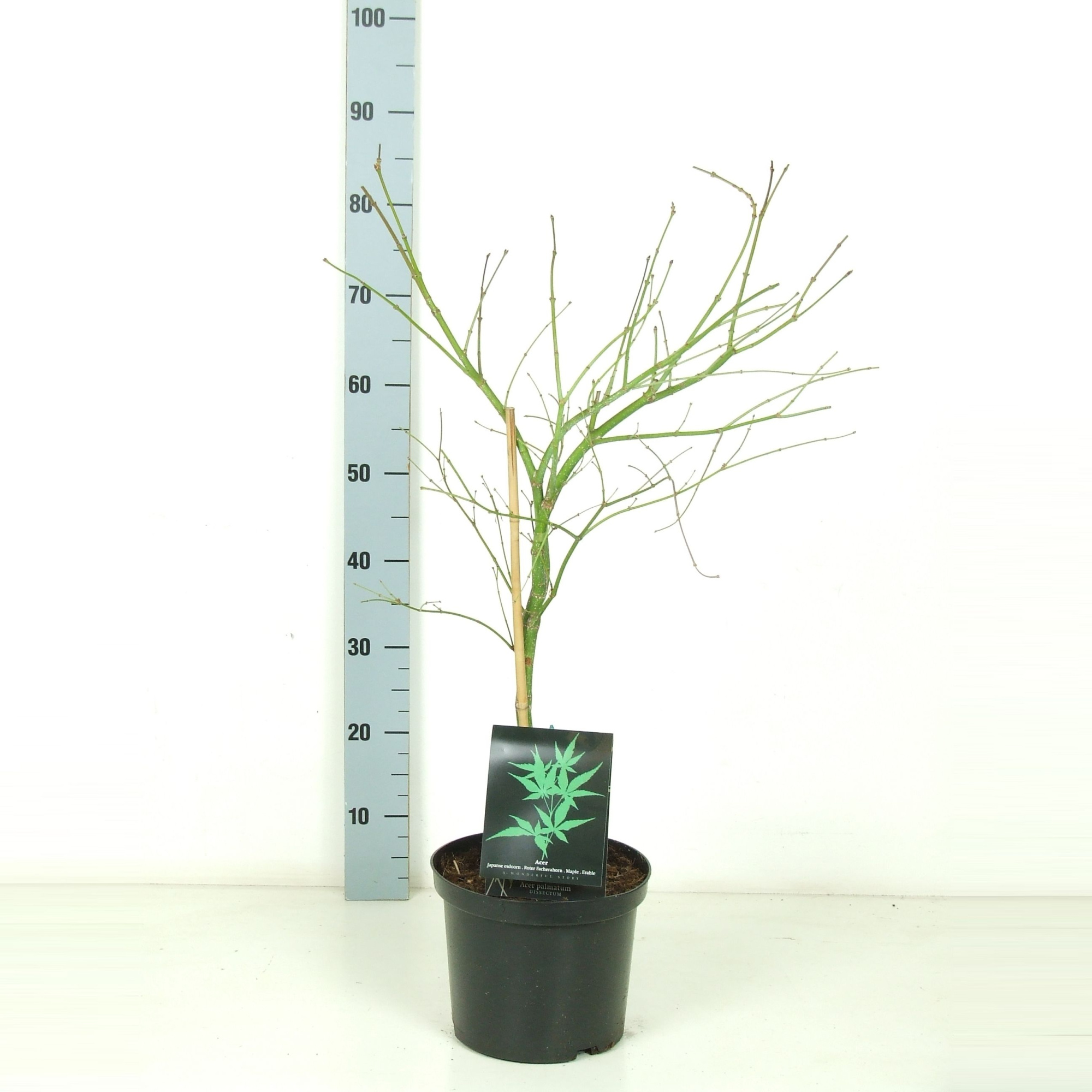 Acer palmatum 'Dissectum' P23 Full CC, D 23