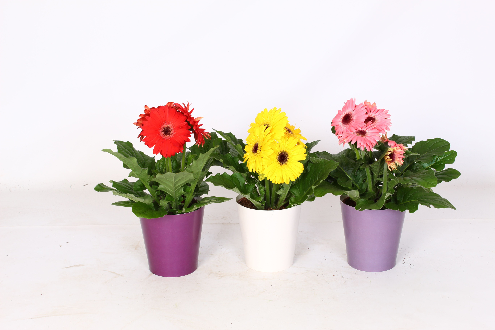 Gerbera gemengd 2+ in paarse beker 3 ass, D 12