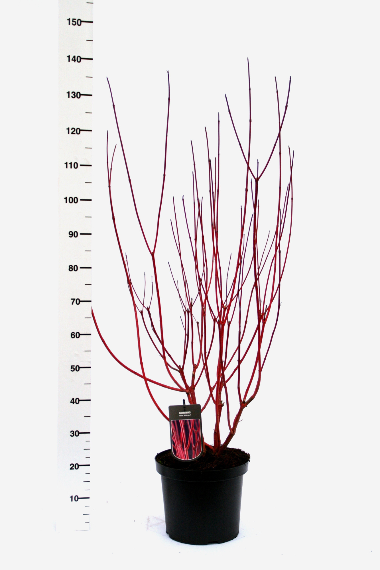 Cornus alba 'Sibirica', D 30
