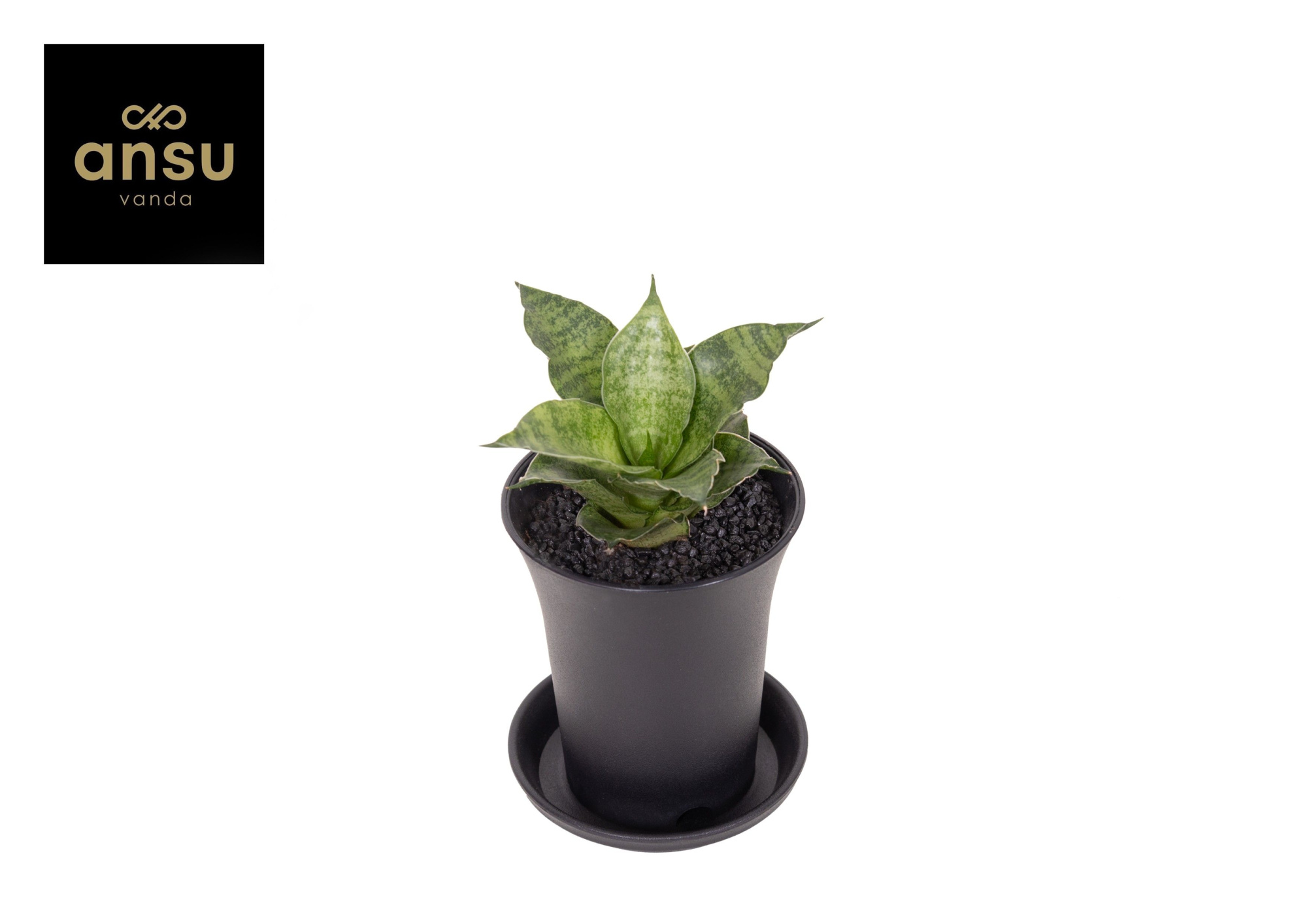 Sansevieria Star Mini Marble No. 1 in sierpot, D 7,5