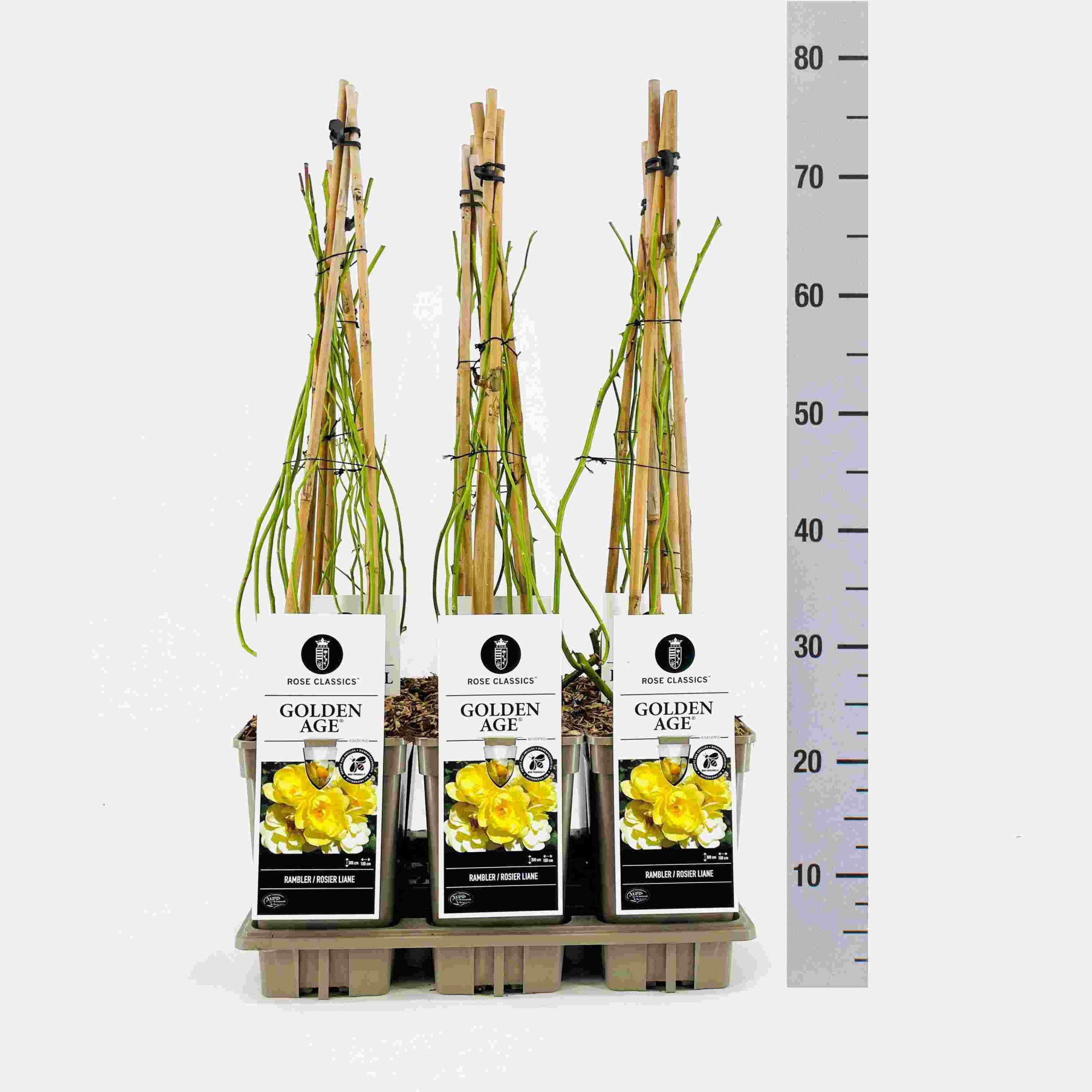 Rosa (Rambler) Golden Age ®, C3, 3 stok 75cm, D 17