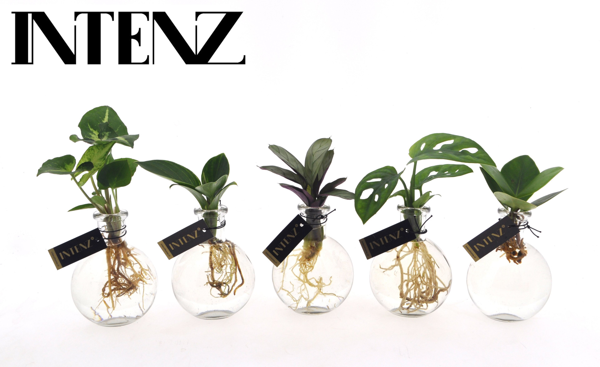 Mix in Samoa glas - levertijd: 24 uur, D 7