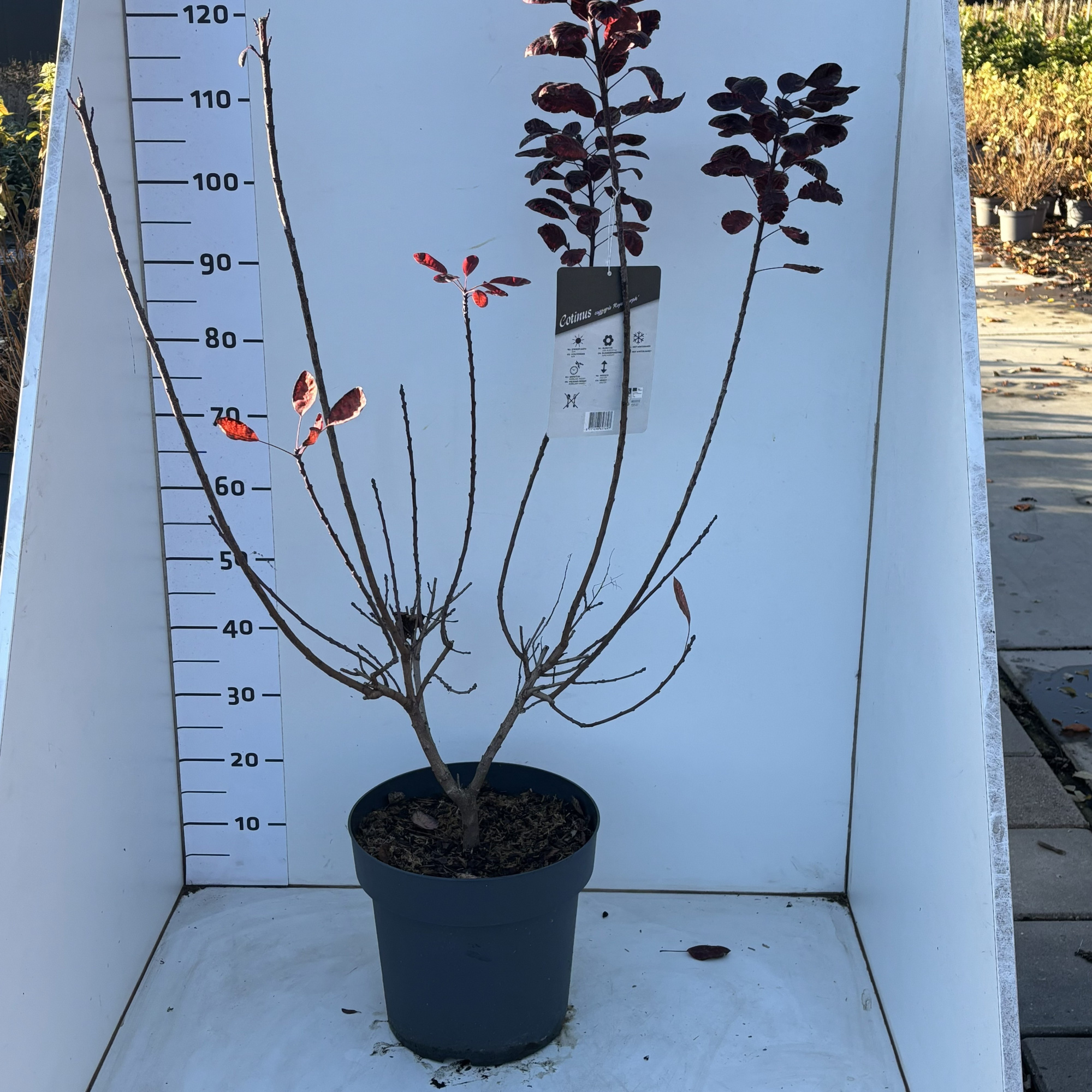 CotinuscoggygriaRoyalPurple, D 31