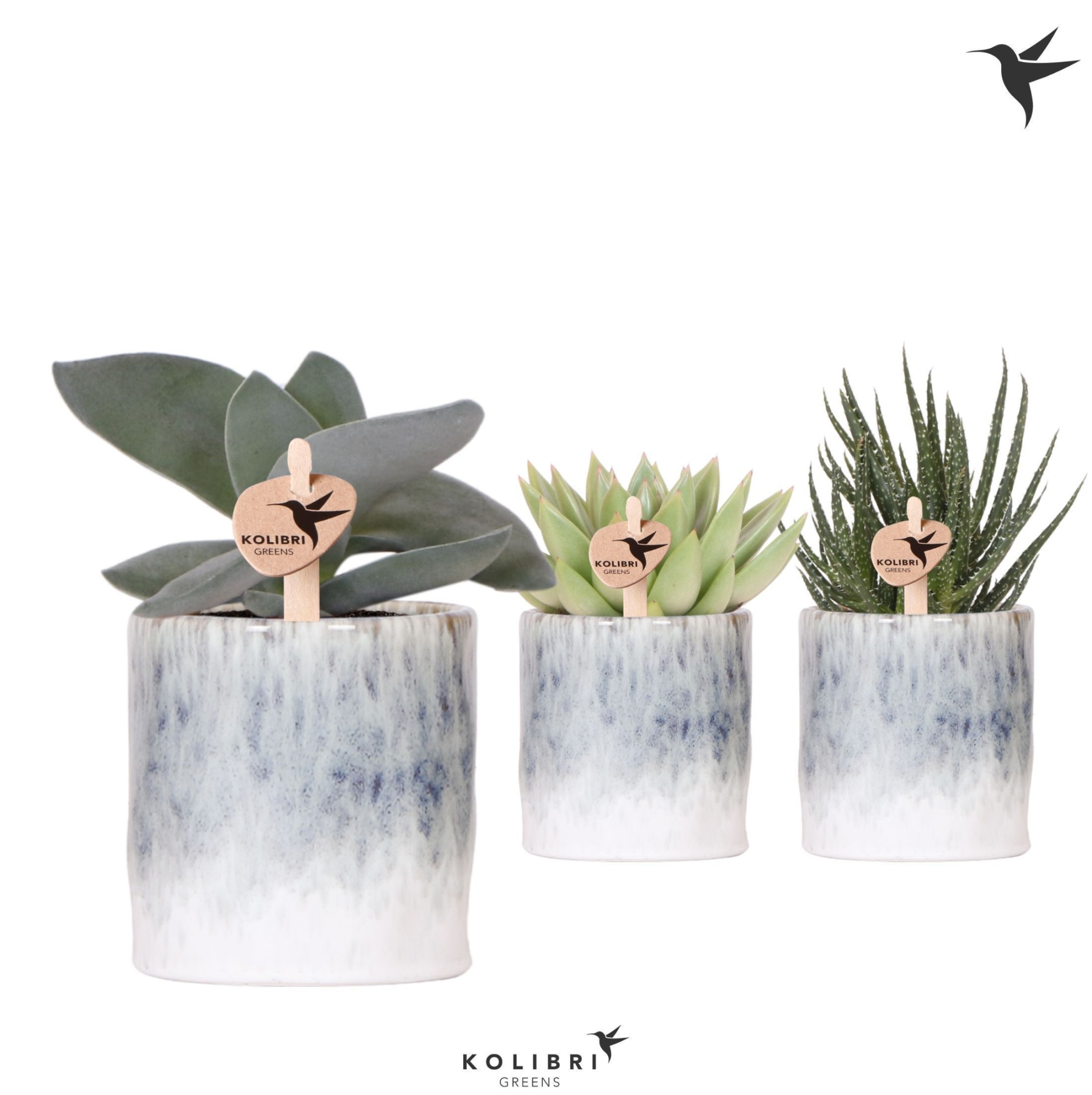 Kolibri Greens Succulenten mix in Sky pot, D 9