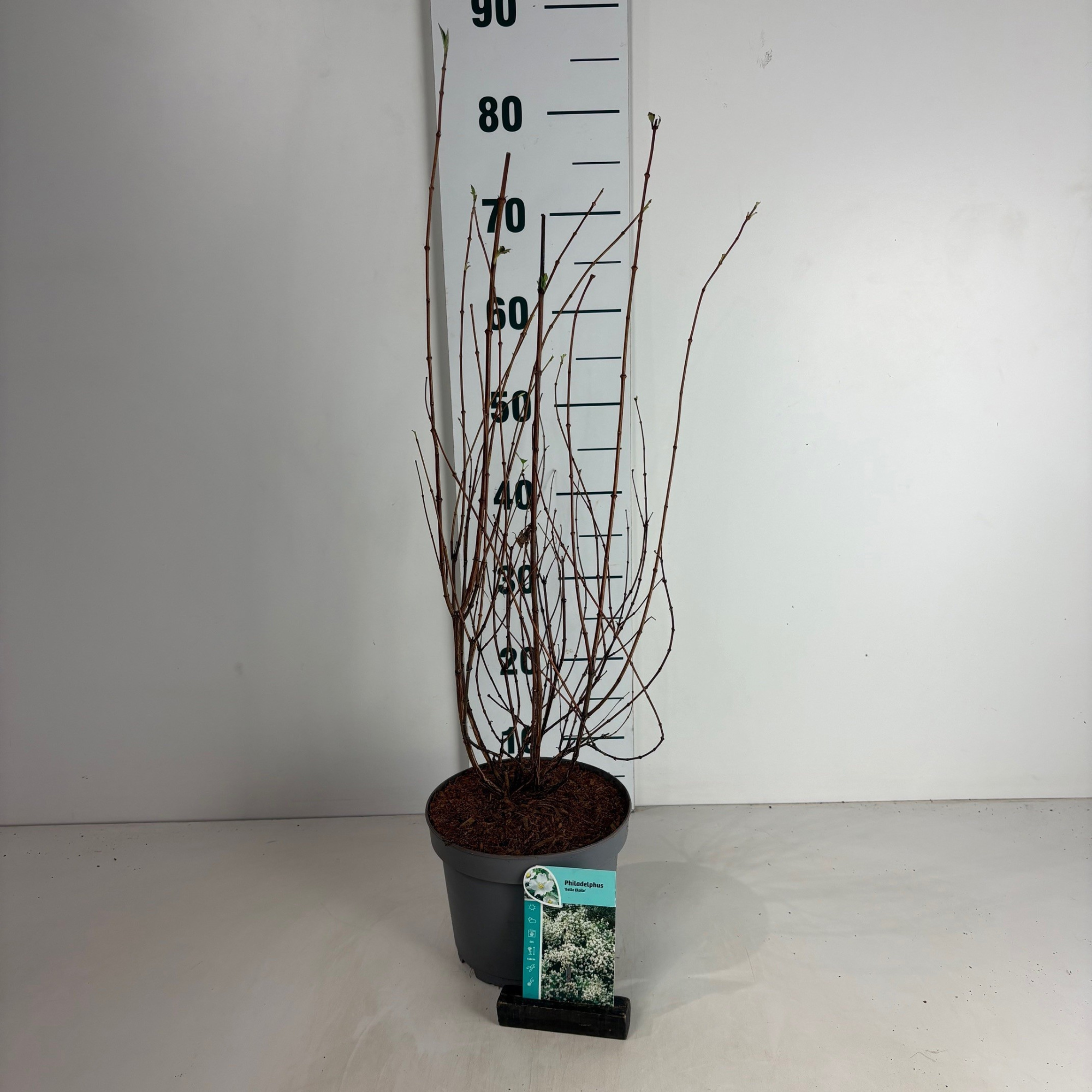 Philadelphus Belle Etoile, D 20