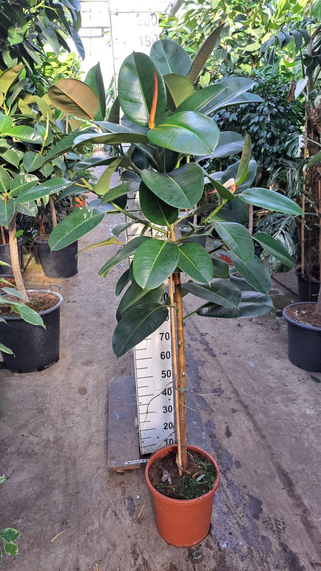 ficus robusta stam 180, D 30