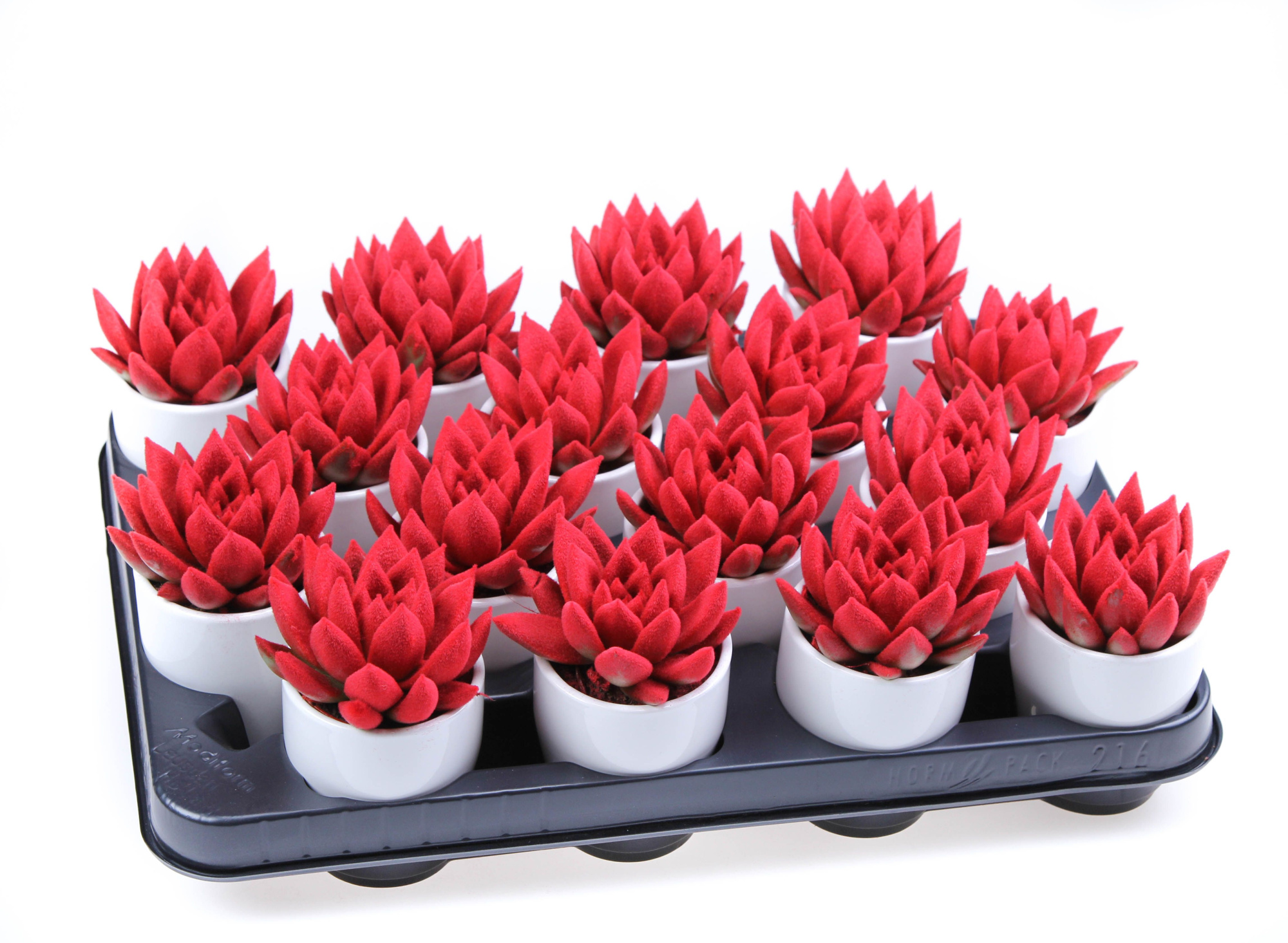 Velvet red in white pot, D 6,5