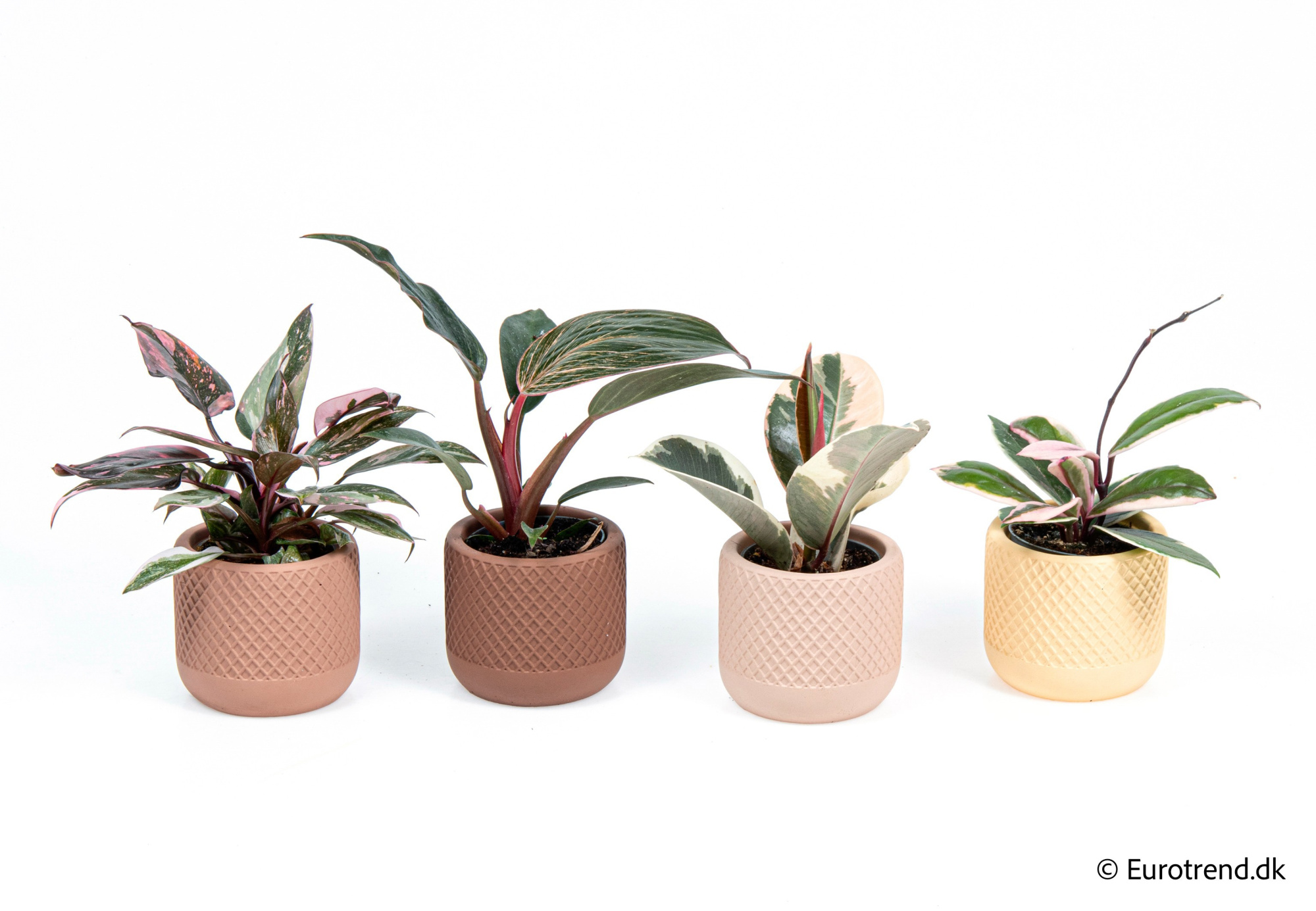 Philodendron mix in New Look ceramic 2026, D 6