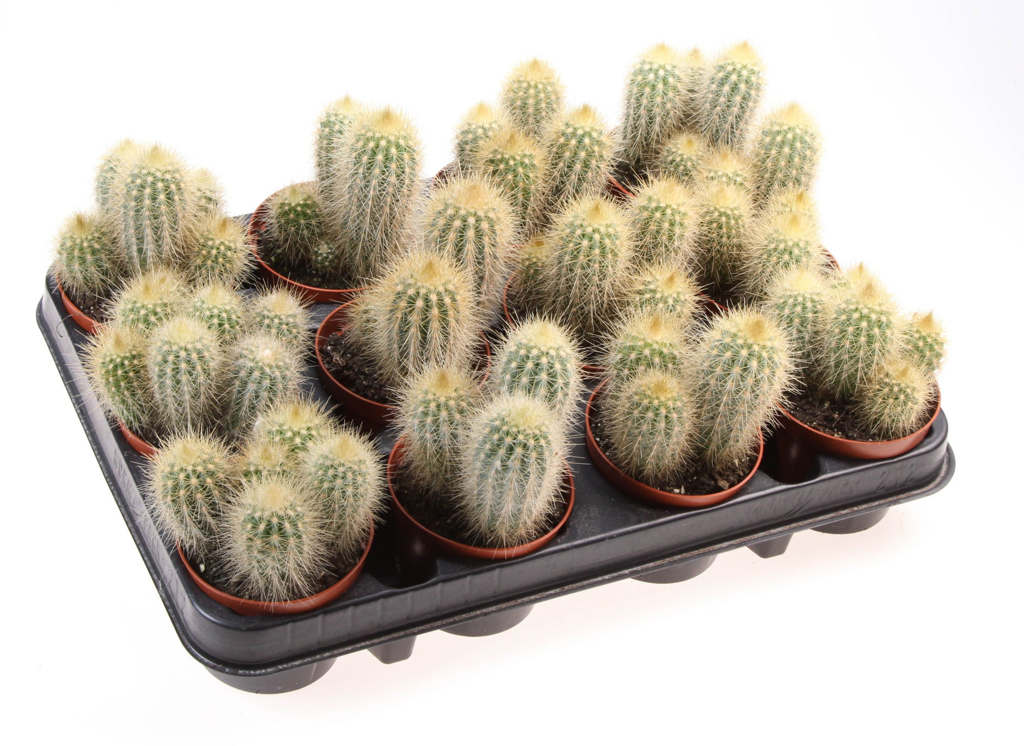 Pilosocereus crysocanthus, D 8,5