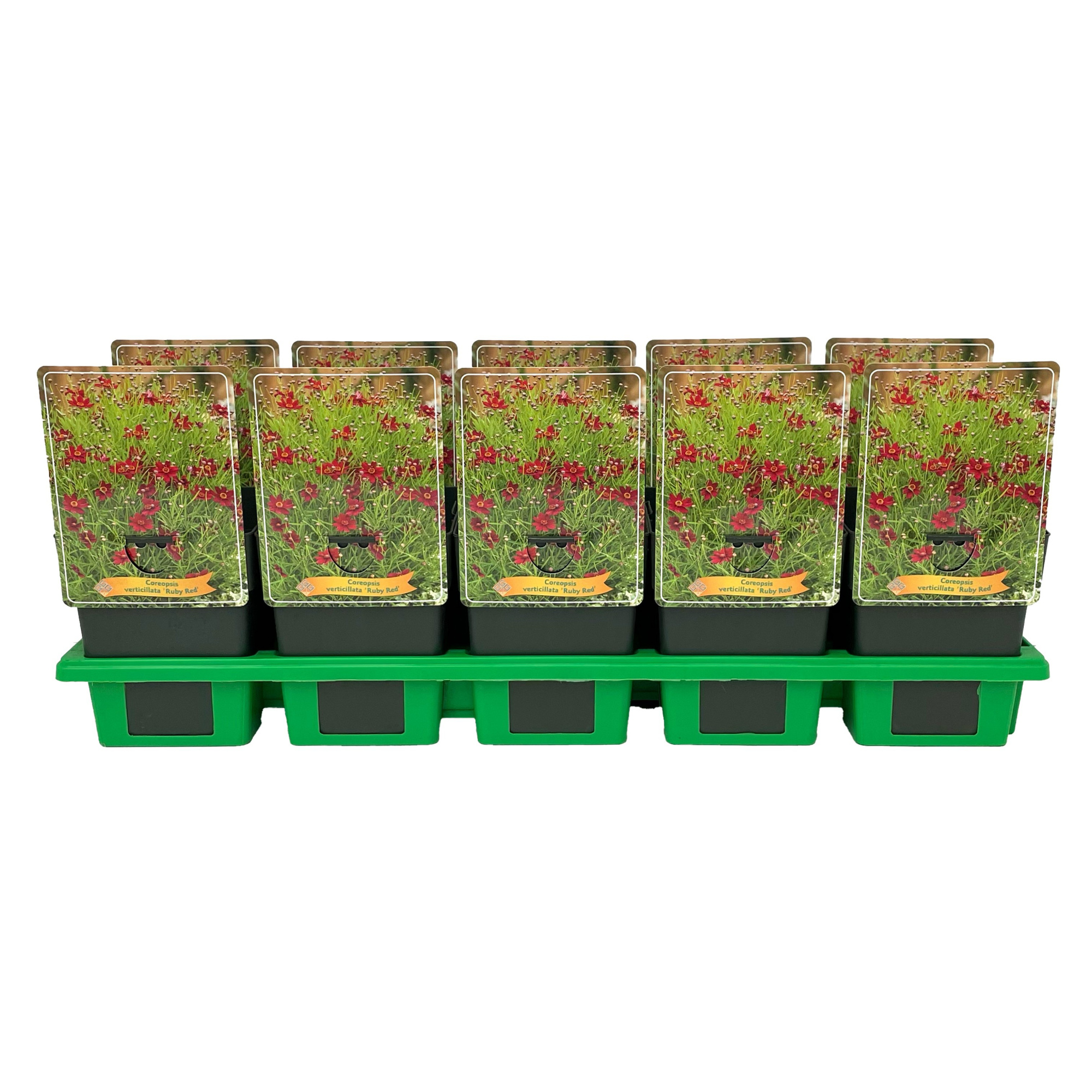 Coreopsis verticillata ‘Ruby Red' P11, D 11