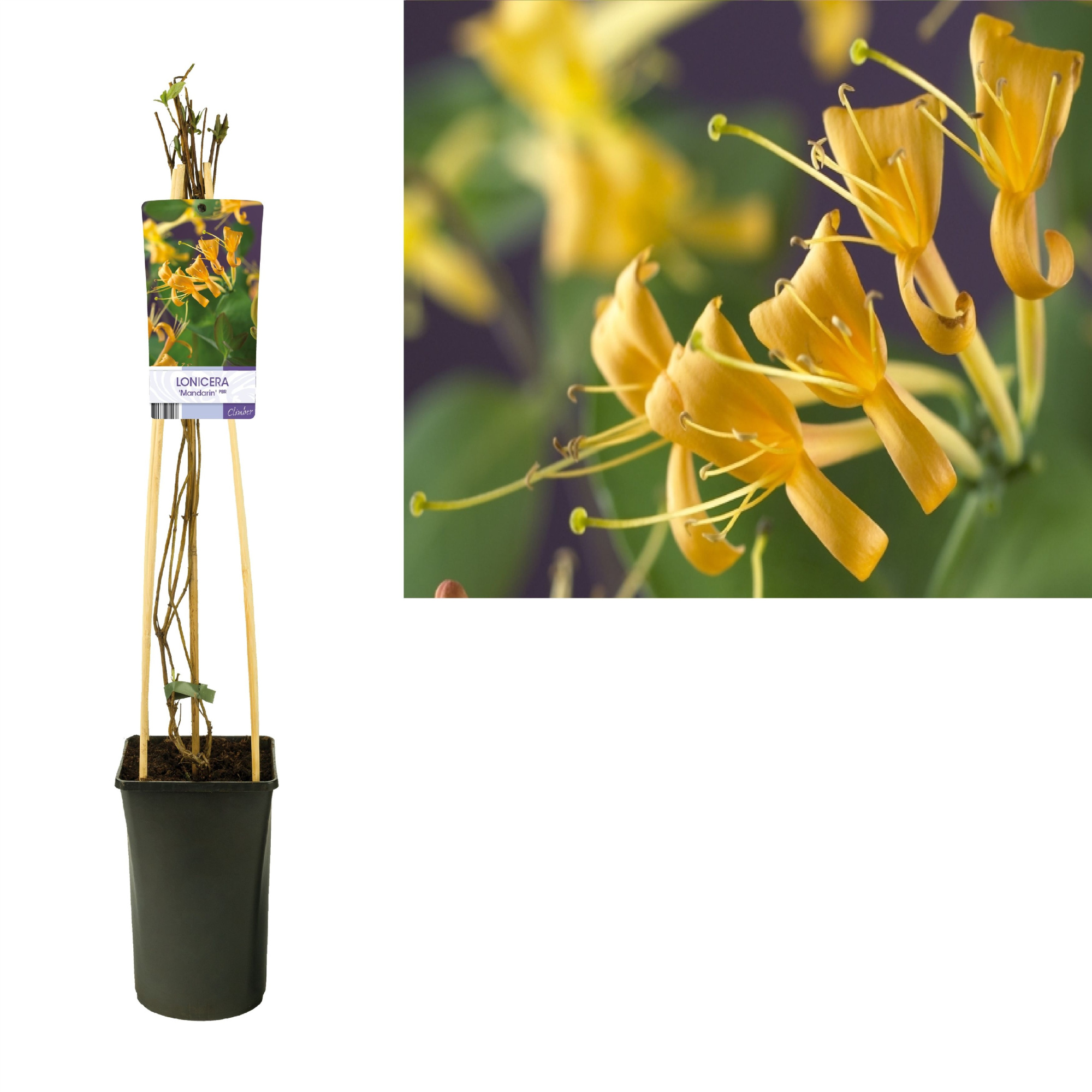 Lonicera 'Mandarin' PBR +light label, D 17