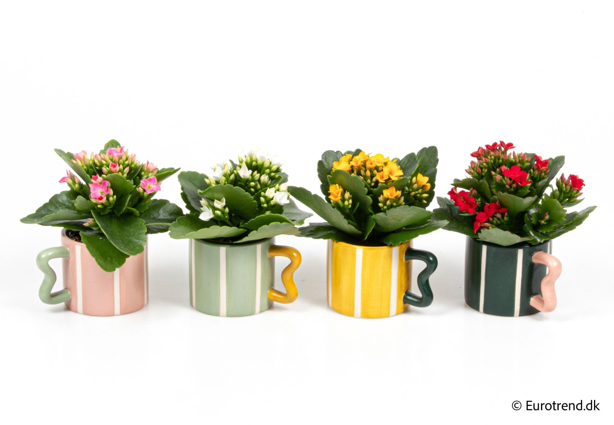 Kalanchoe in New Look ceramic 2026, D 6