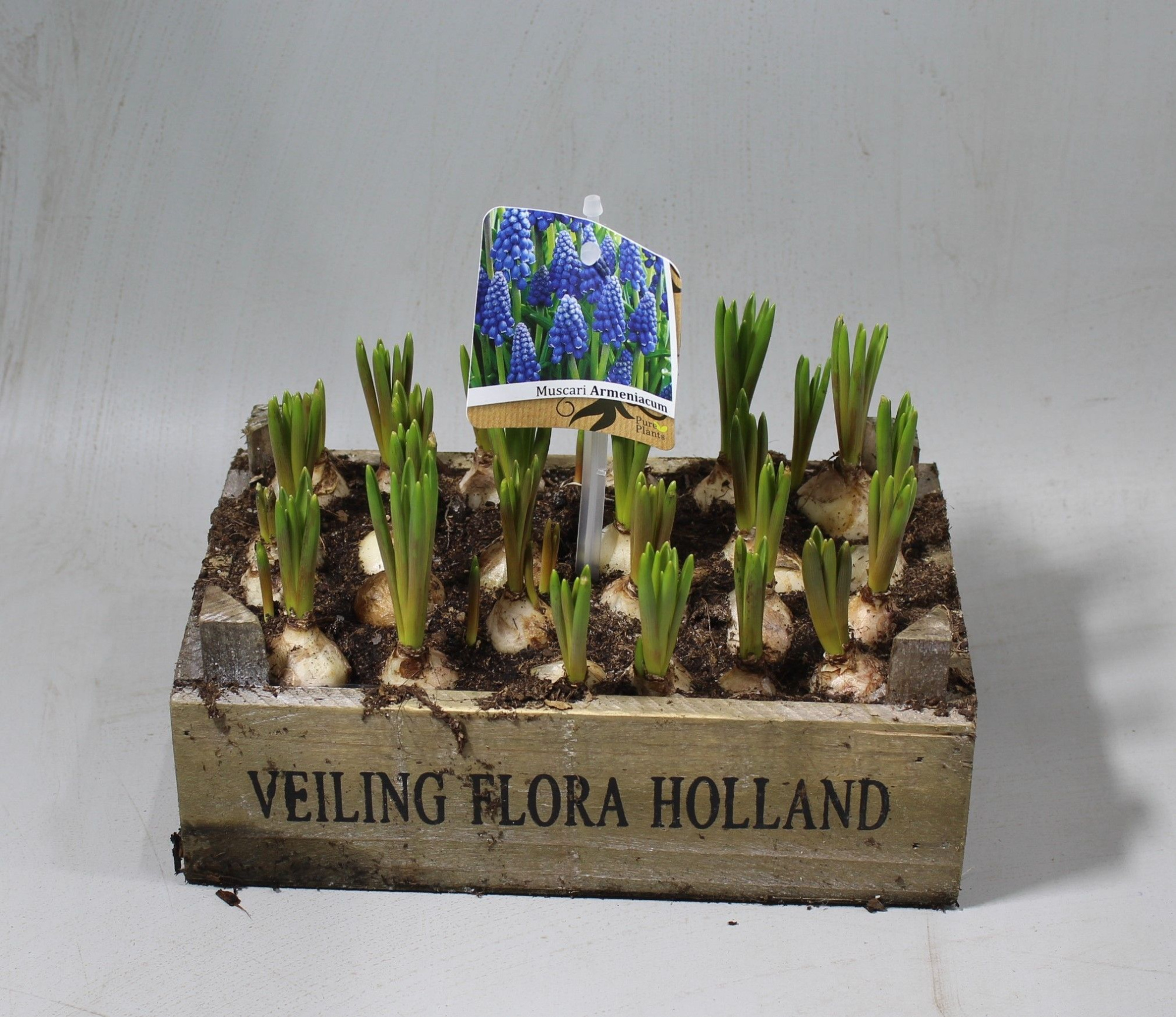 Muscari in Flora holland kist laag, D 21