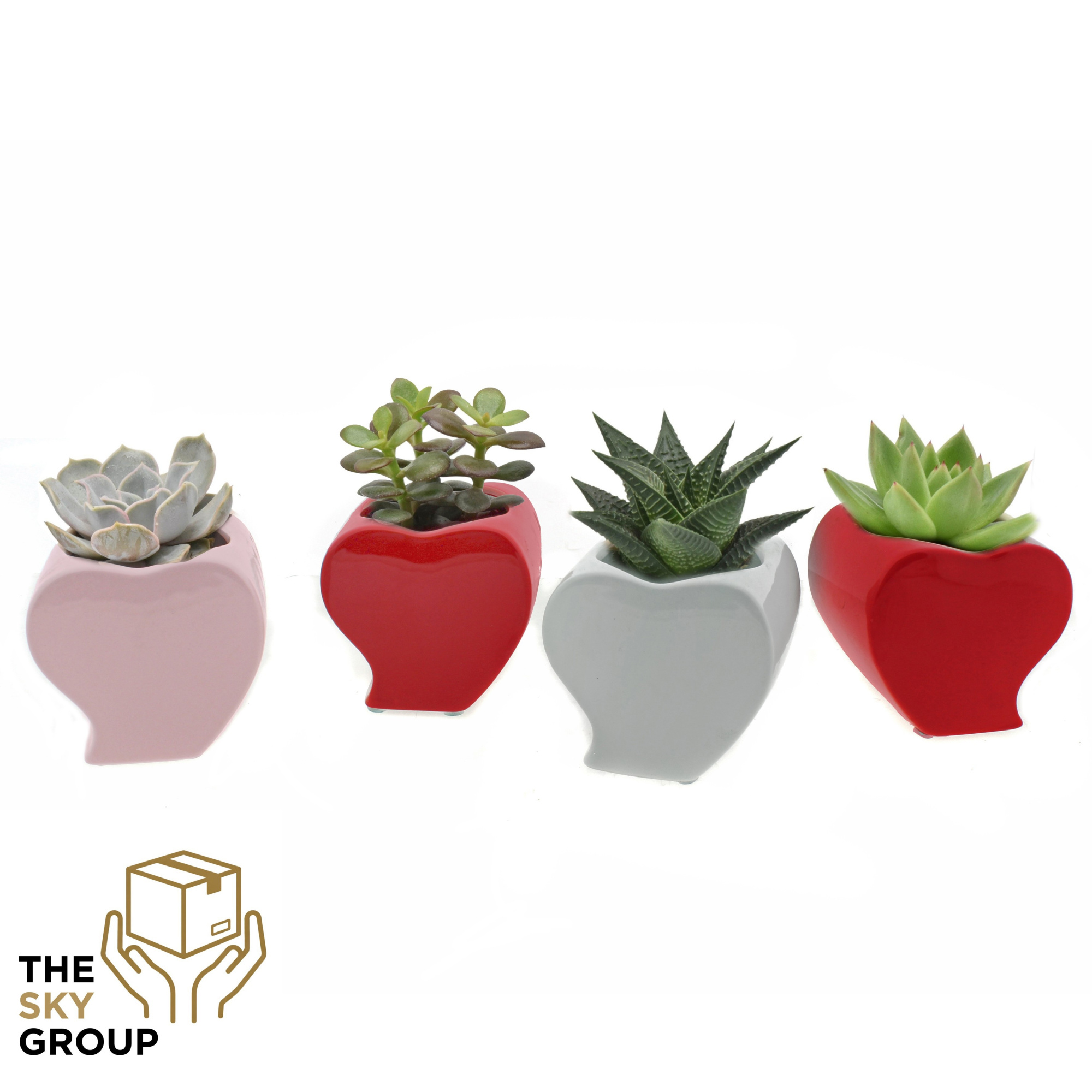 Succulent 6 cm in hartvorm keramiek, D 8