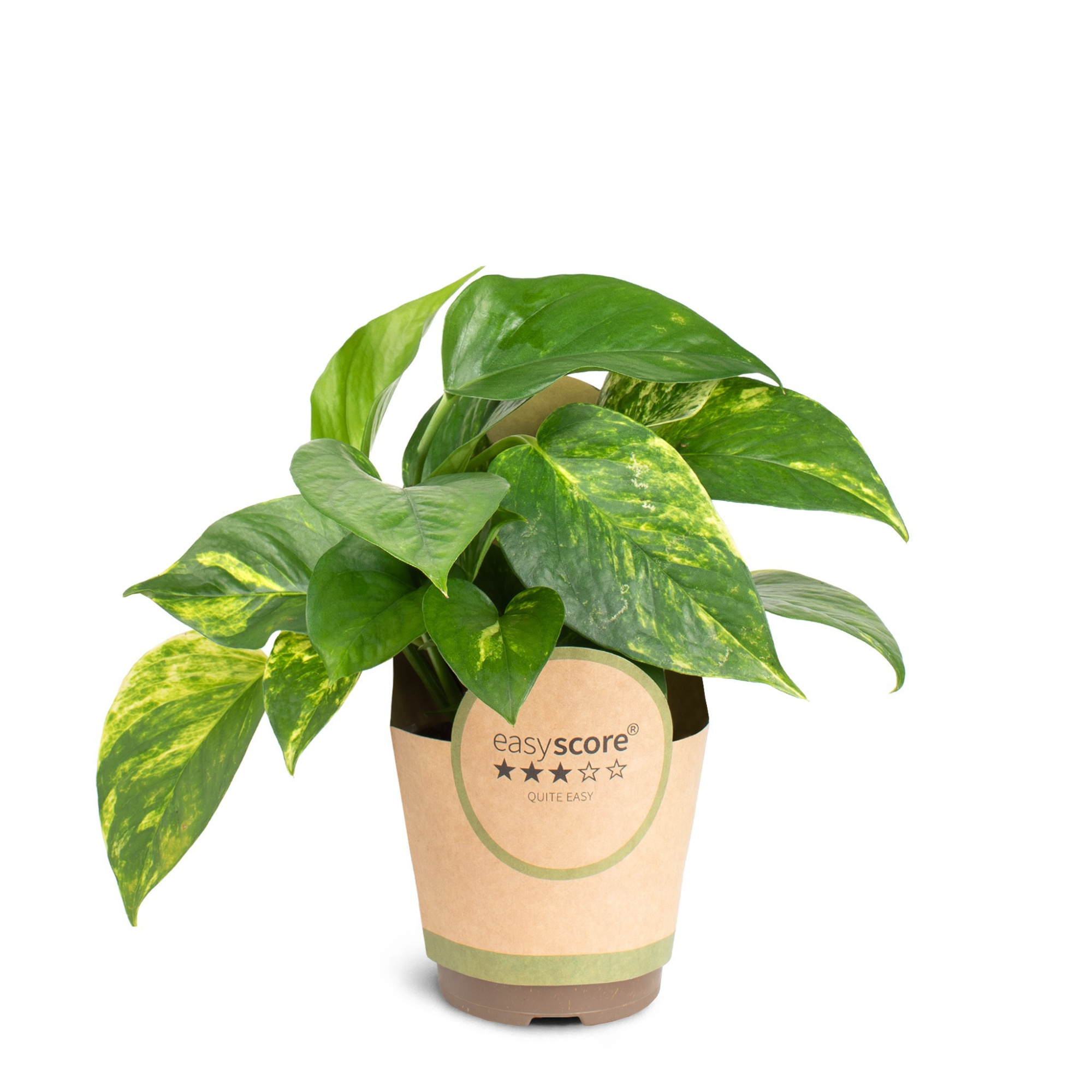 Epipremnum aureum, D 11