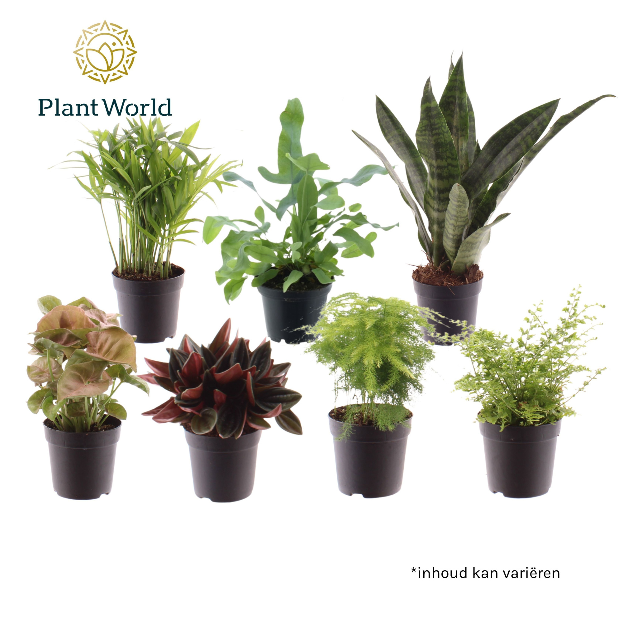 Keen on Green mix Georgia 7 cm, D 7