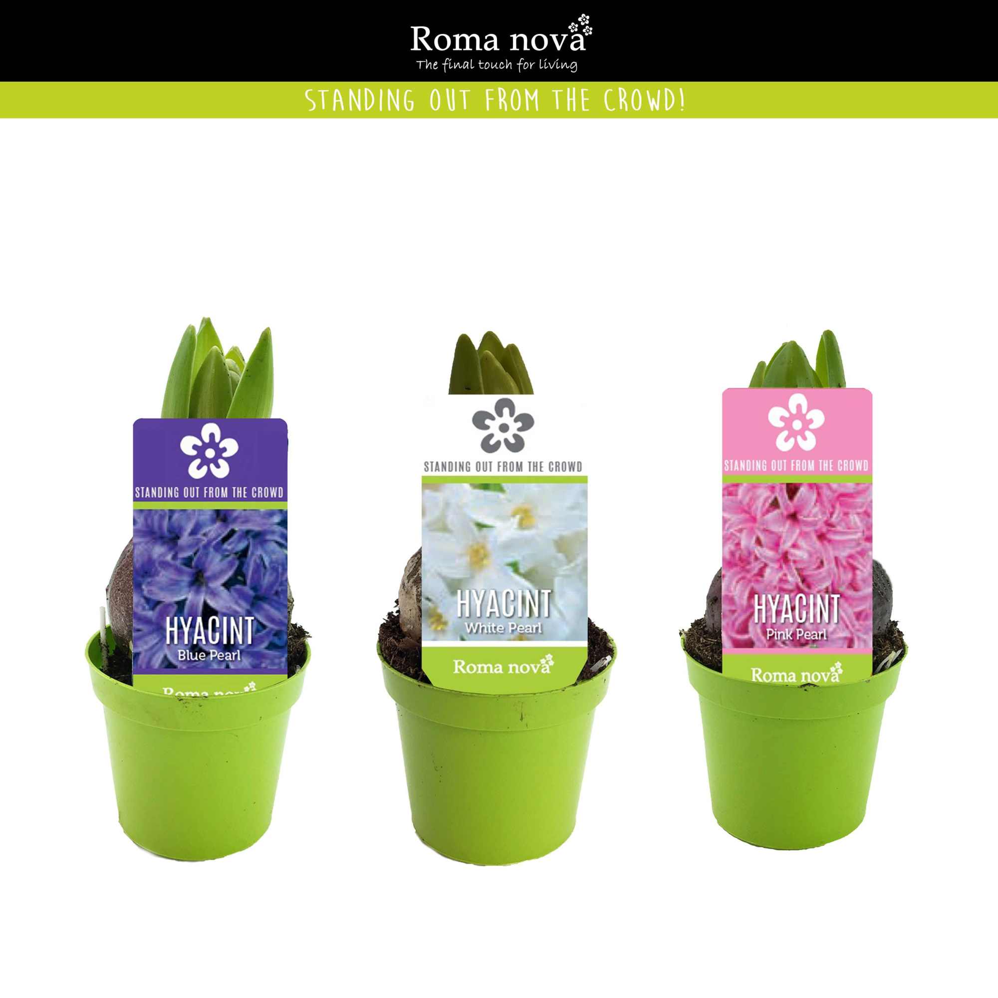 Hyacint mix 6cm, D 6